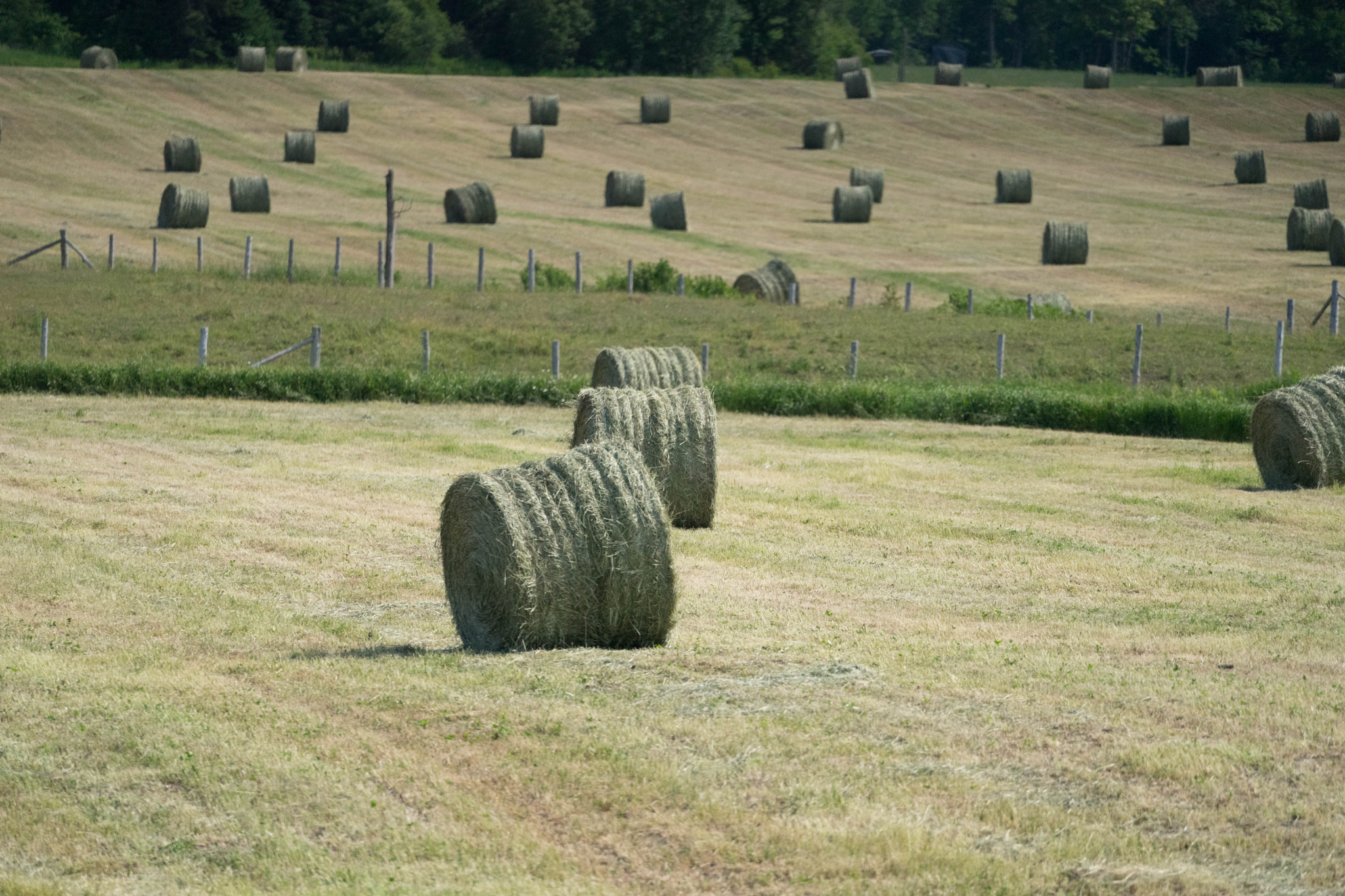 Sony FE 70-300mm F4.5-5.6 G OSS sample photo. Hay in the field photography