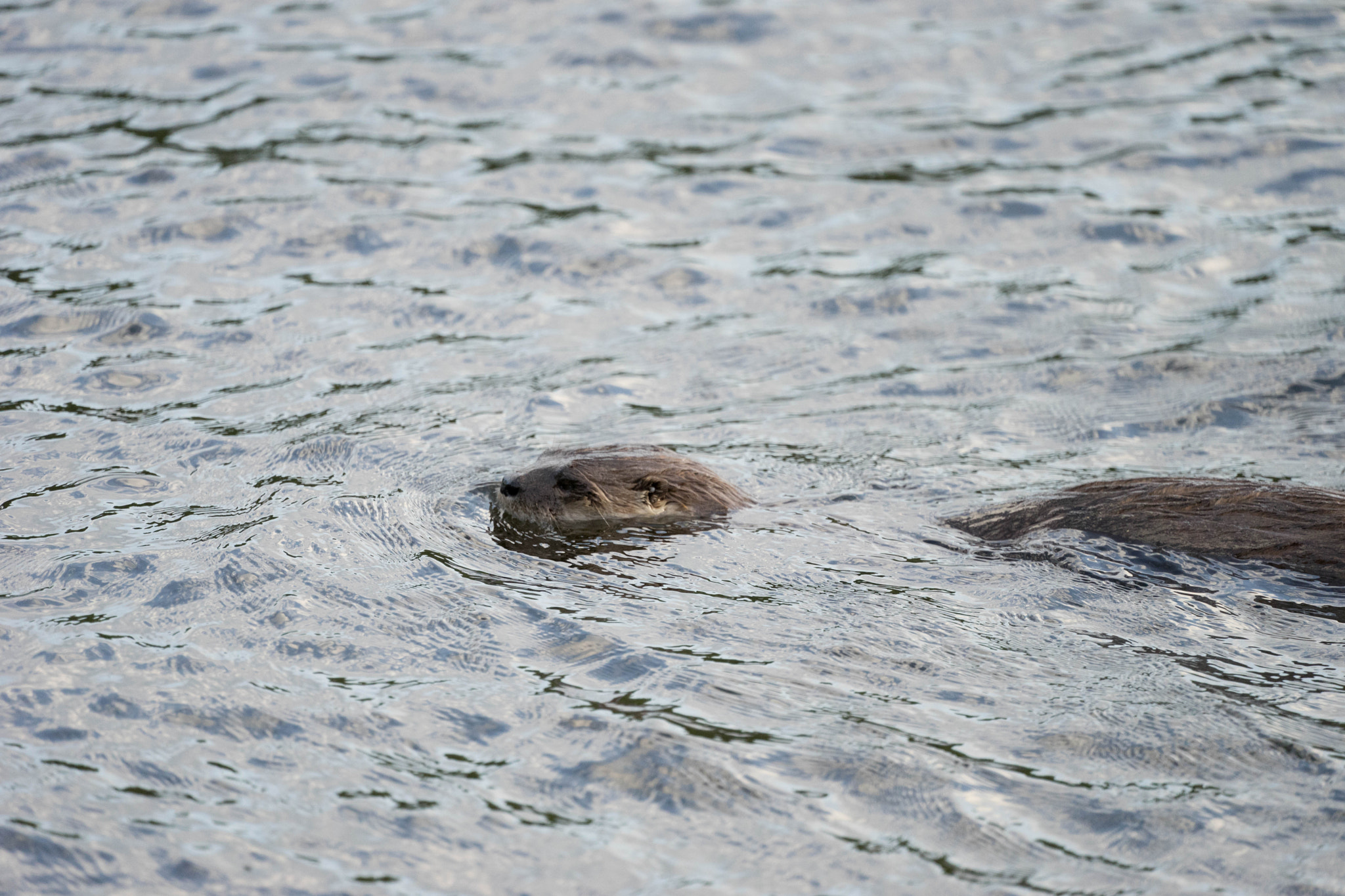 Sony a7 II + Sony FE 70-300mm F4.5-5.6 G OSS sample photo. Otter in the river photography