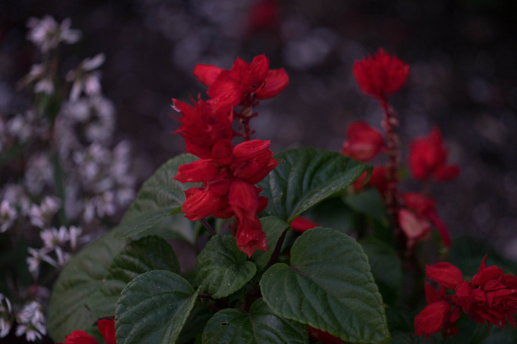 Sony a7 II + Sony FE 70-300mm F4.5-5.6 G OSS sample photo. Red flower photography