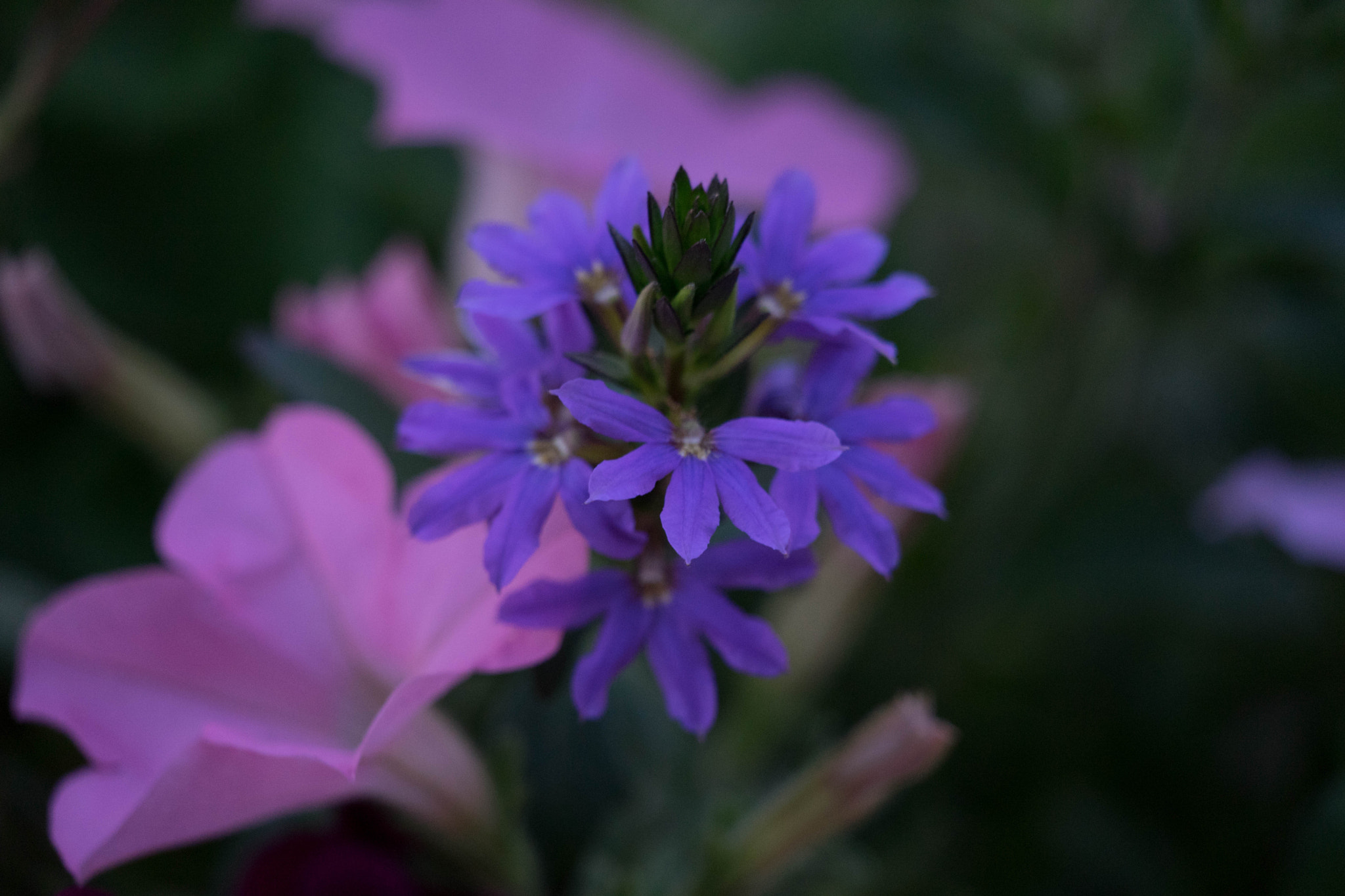 Sony FE 70-300mm F4.5-5.6 G OSS sample photo. Flower photography