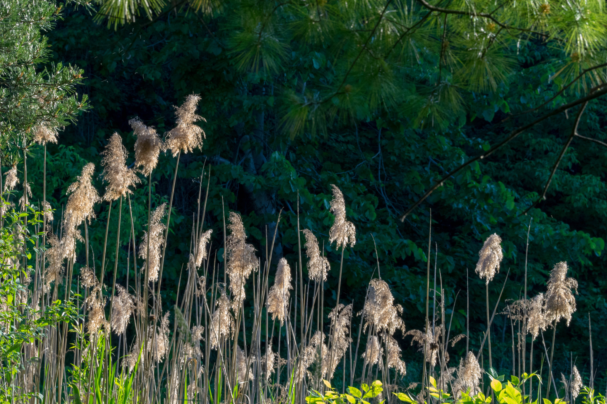 Sony a7 II + Sony FE 70-300mm F4.5-5.6 G OSS sample photo. Willows by the forest photography