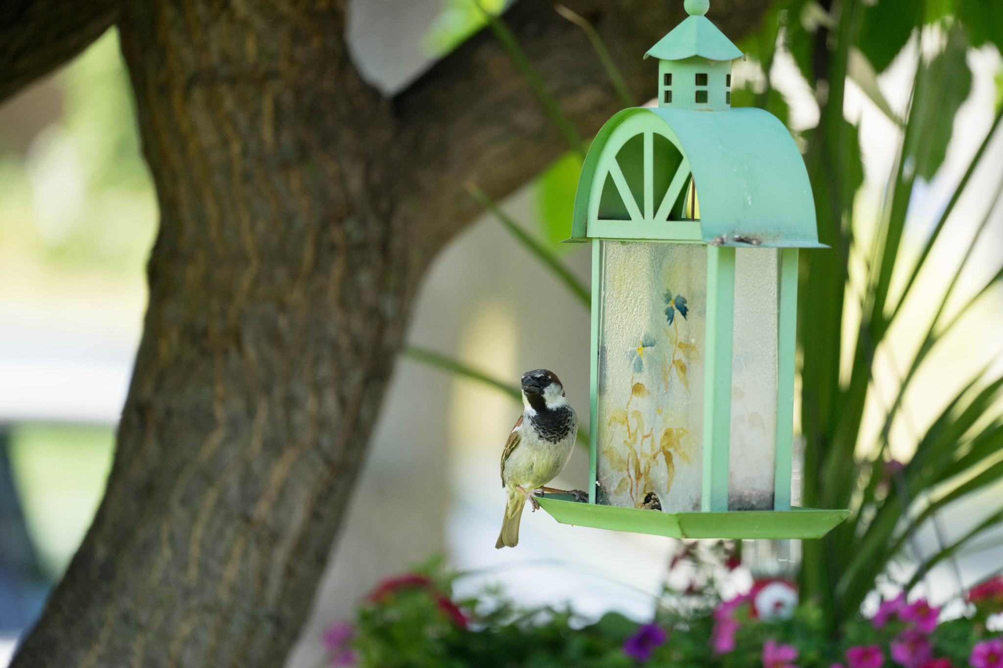 Sony a7 II + Sony FE 70-300mm F4.5-5.6 G OSS sample photo. Bird feeding by the birdhouse photography