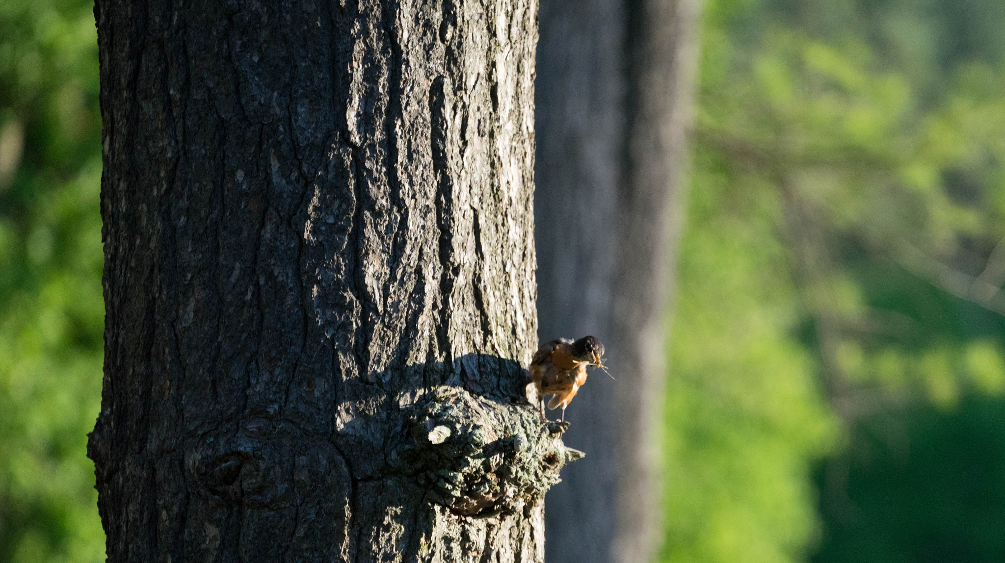 Sony a7 II + Sony FE 70-300mm F4.5-5.6 G OSS sample photo. Robin by the tree photography