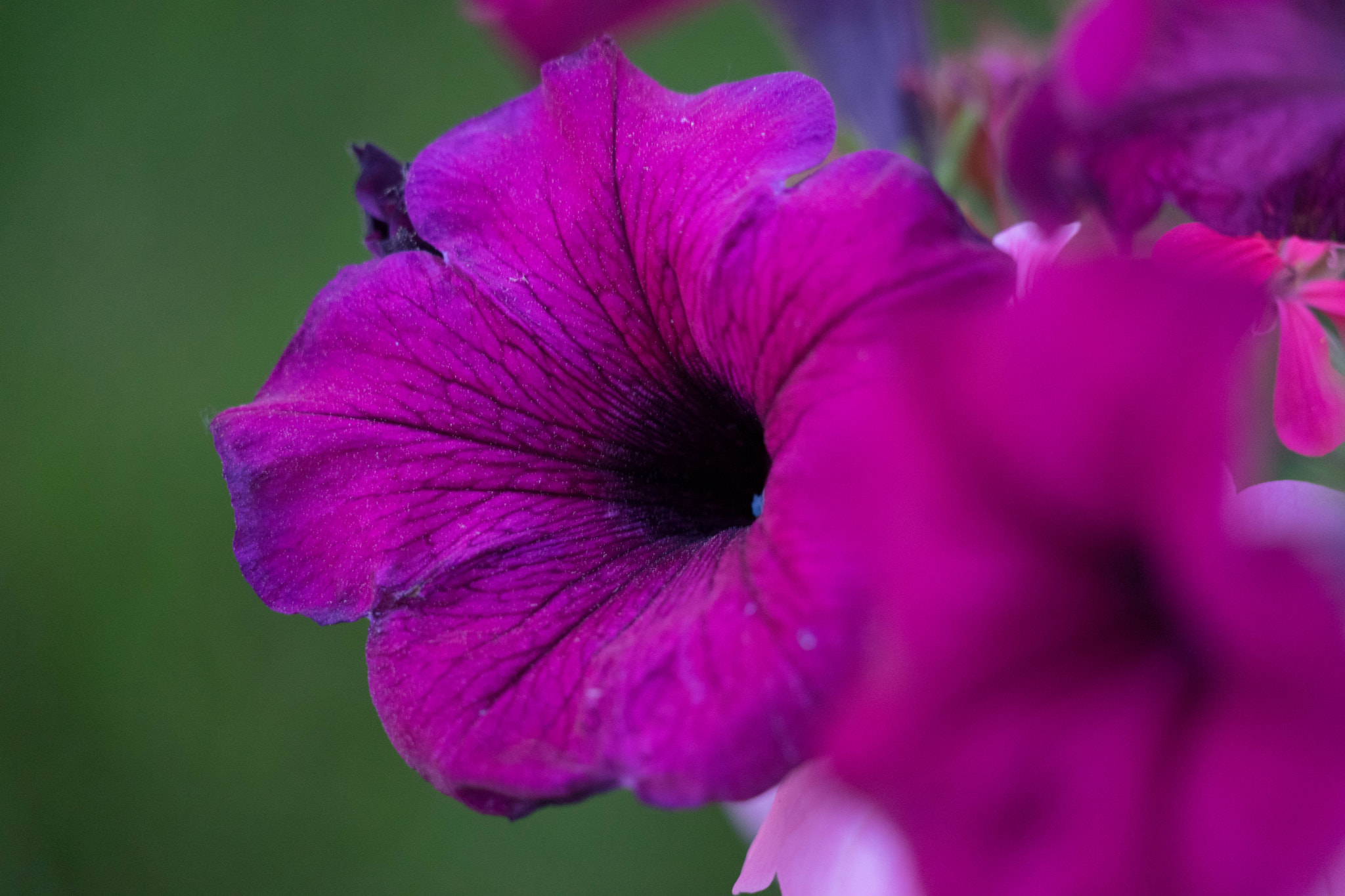 Sony FE 70-300mm F4.5-5.6 G OSS sample photo. Purple flower photography
