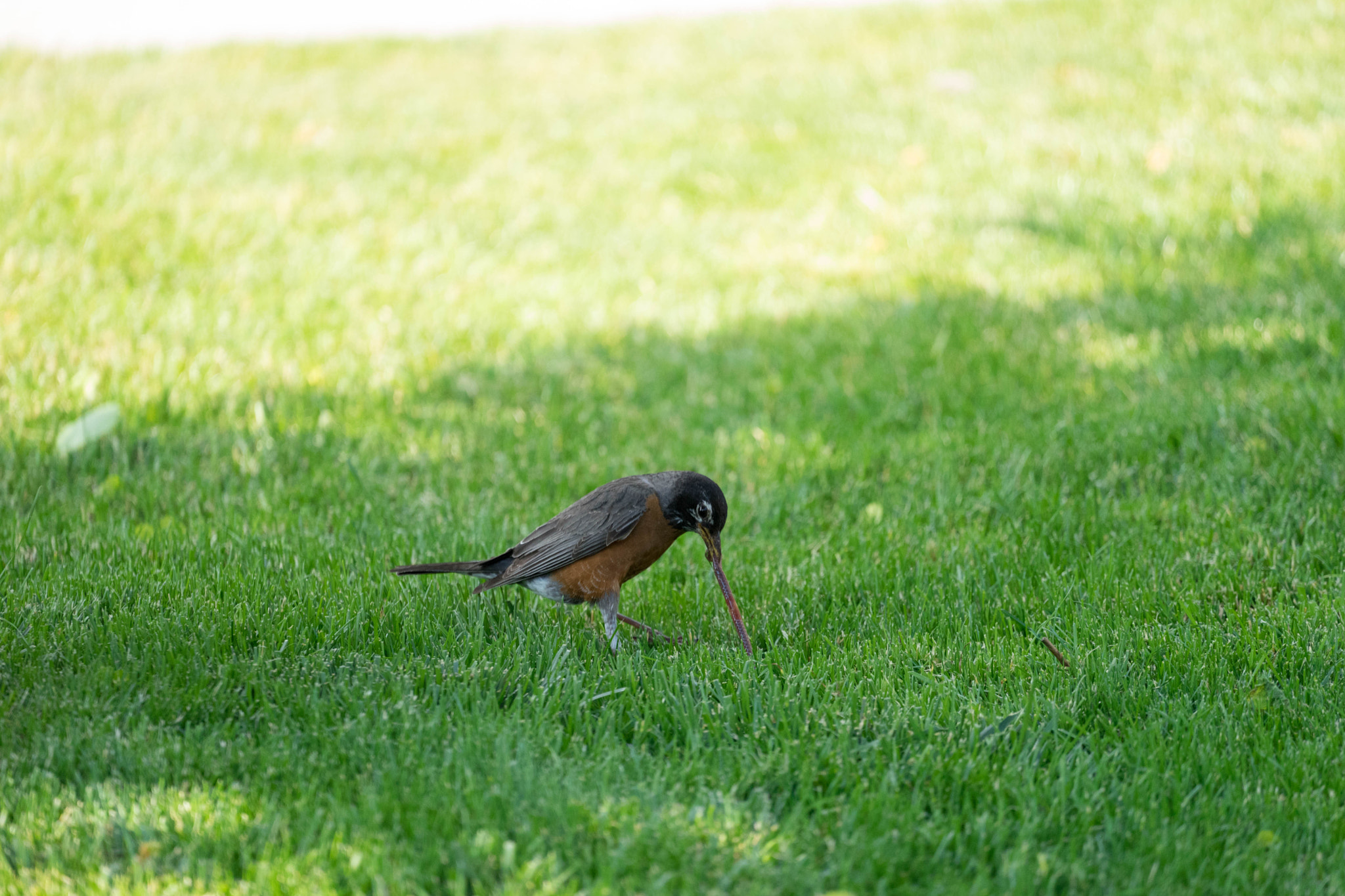 Sony a7 II + Sony FE 70-300mm F4.5-5.6 G OSS sample photo. Robin eating worm photography