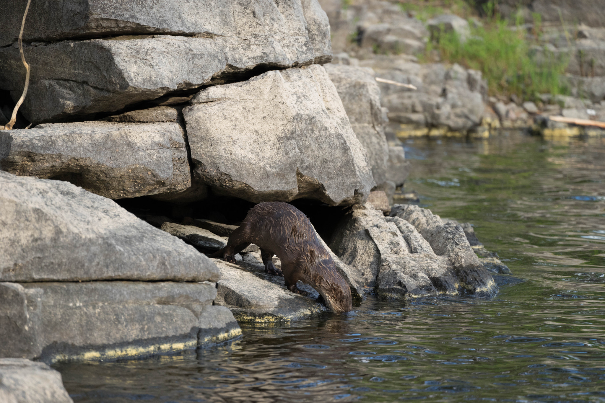 Sony a7 II + Sony FE 70-300mm F4.5-5.6 G OSS sample photo. Otter by the rocks photography
