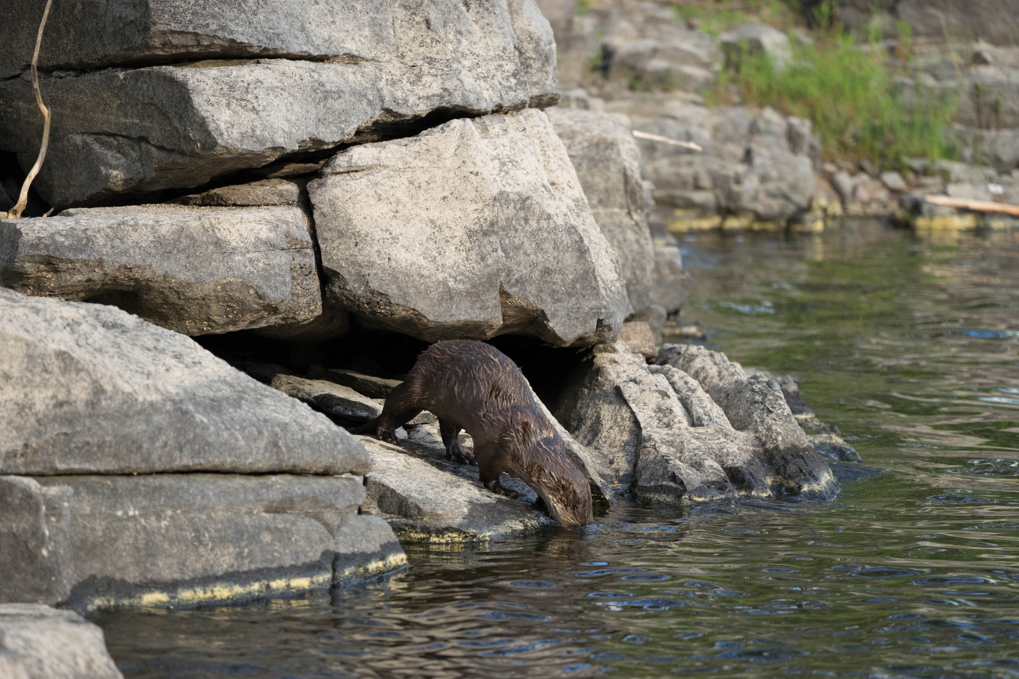 Sony FE 70-300mm F4.5-5.6 G OSS sample photo. Otter by the rocks photography