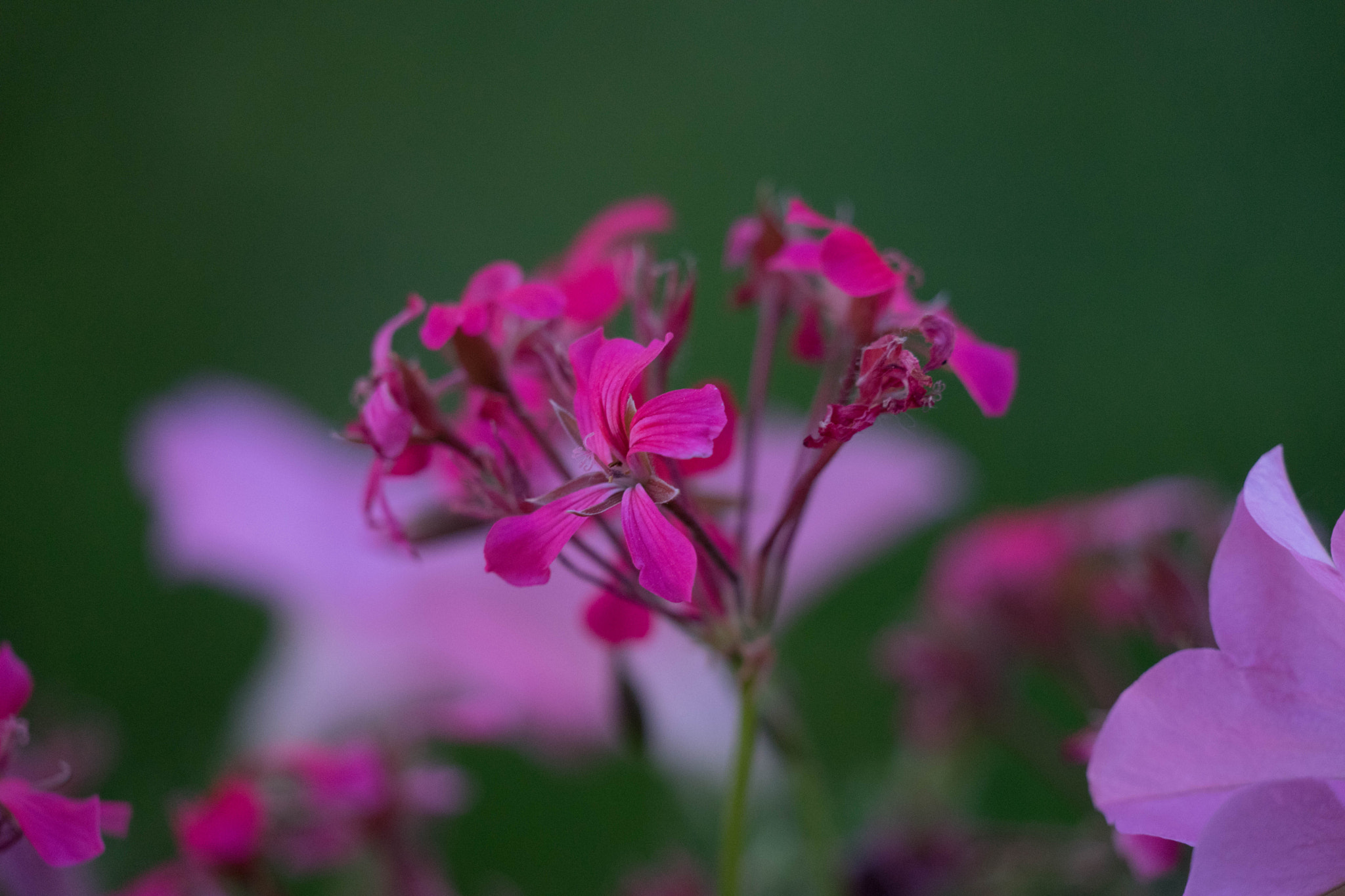 Sony FE 70-300mm F4.5-5.6 G OSS sample photo. Flower at night photography