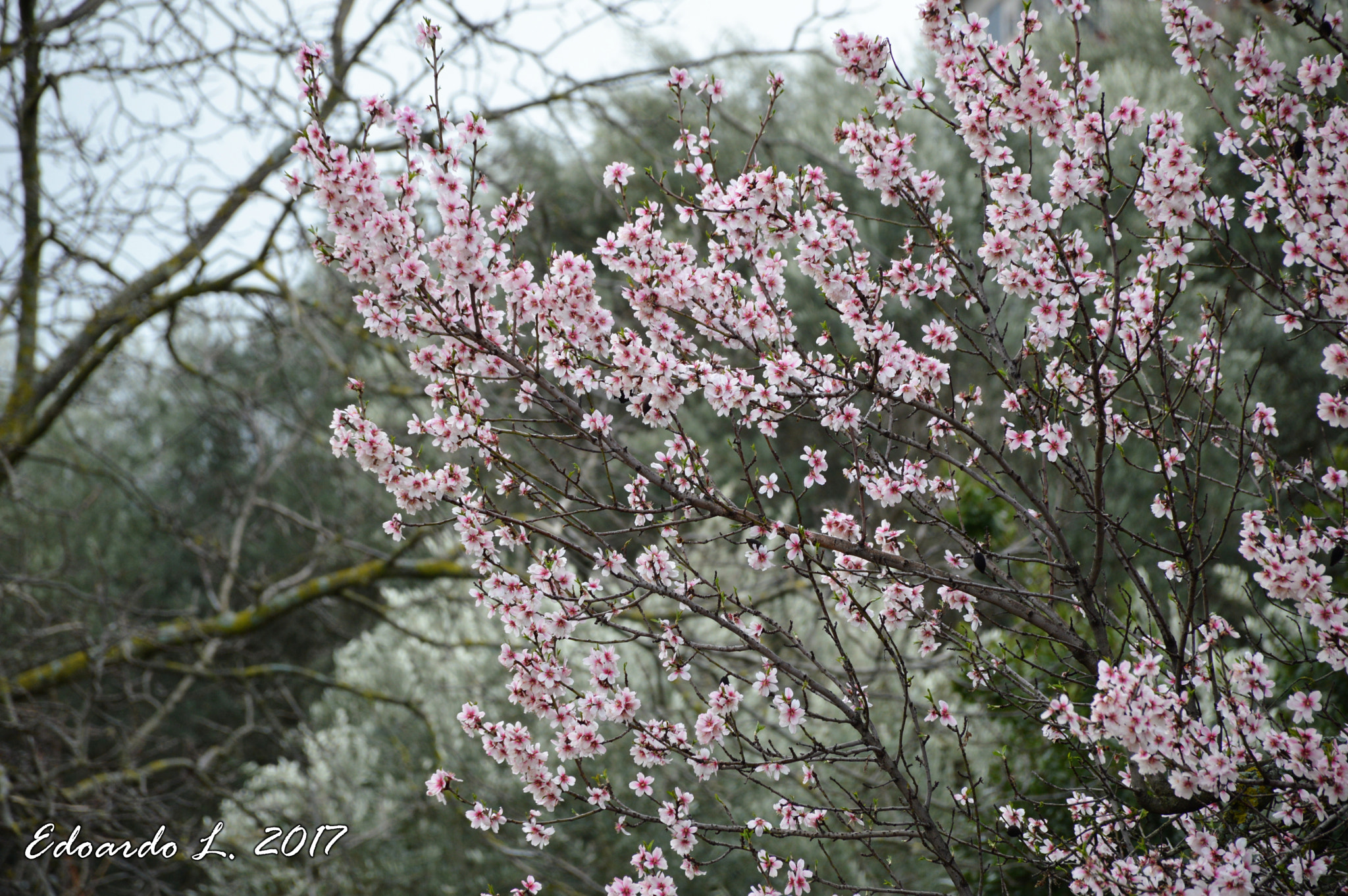 Nikon D3200 sample photo. Almond tree photography