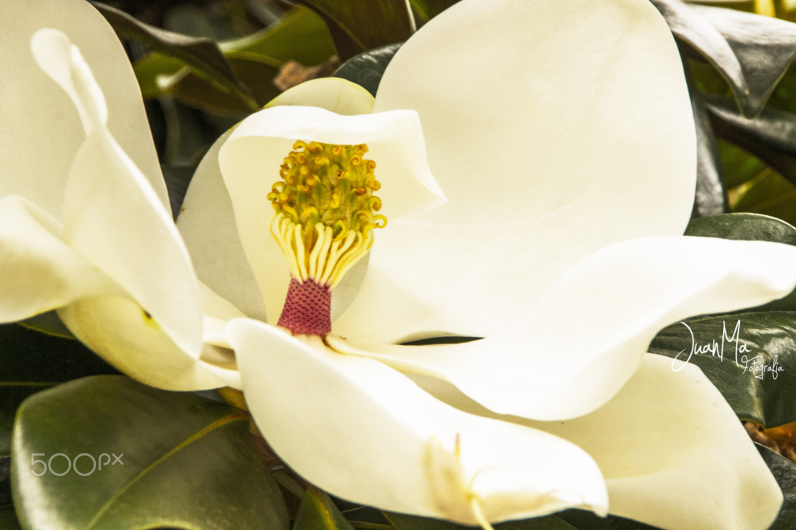 Sony Alpha DSLR-A500 sample photo. Magnolia: photography