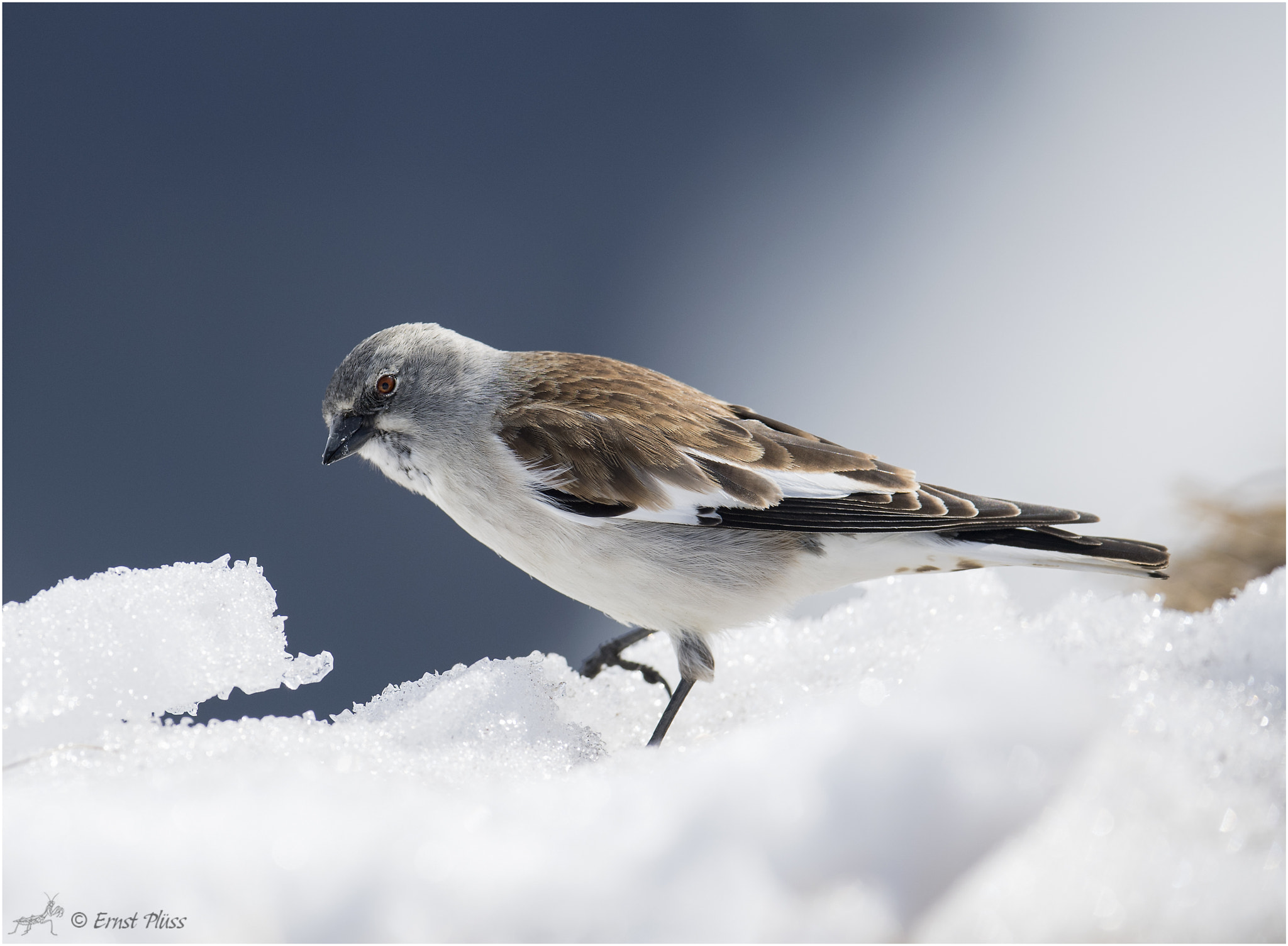 Nikon AF-S Nikkor 600mm F4E FL ED VR sample photo. White-winged snowfinch photography