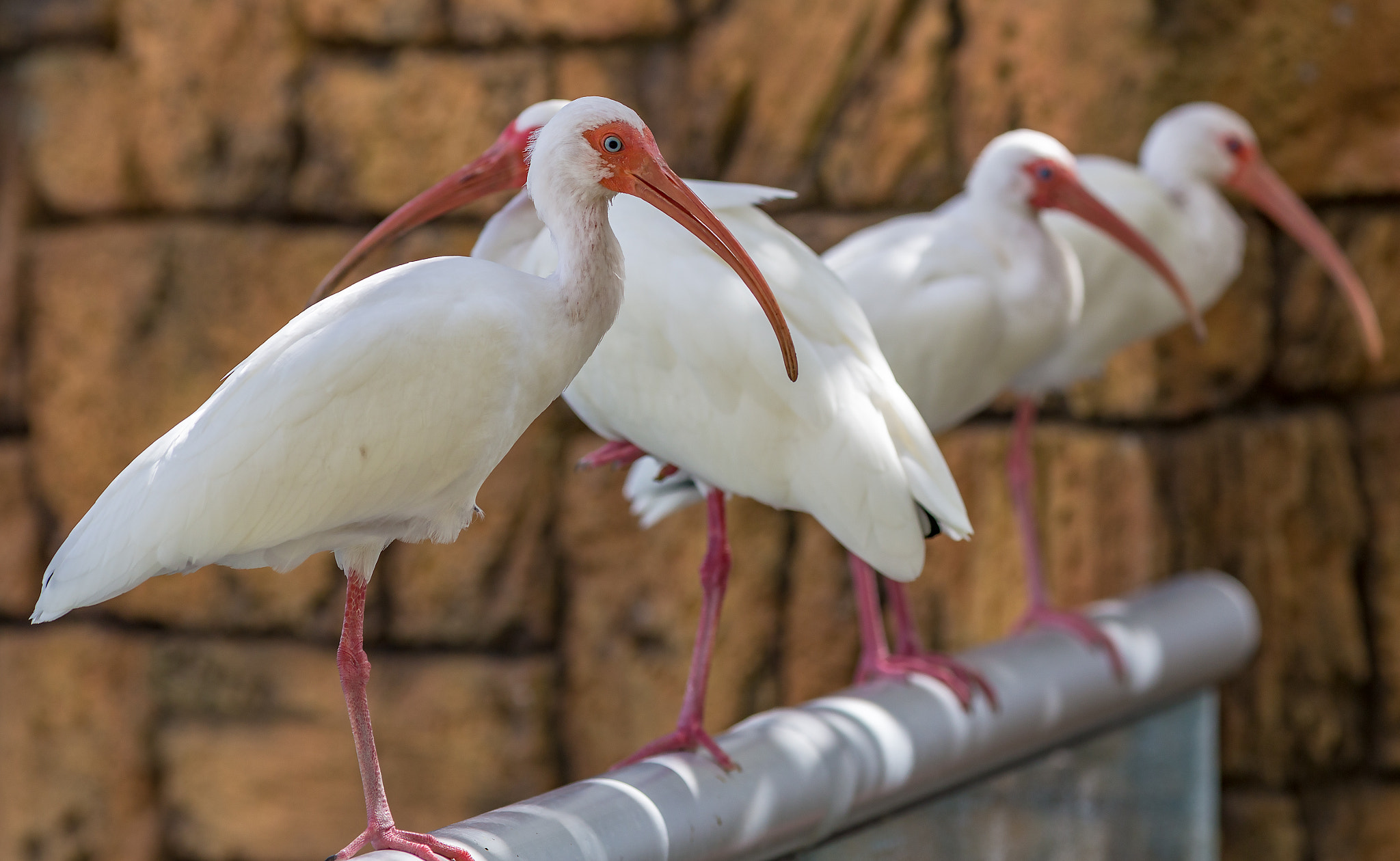 Canon EOS 6D sample photo. "white ibis is the name most know them bythough others call them sacred wonder why?  some say the... photography