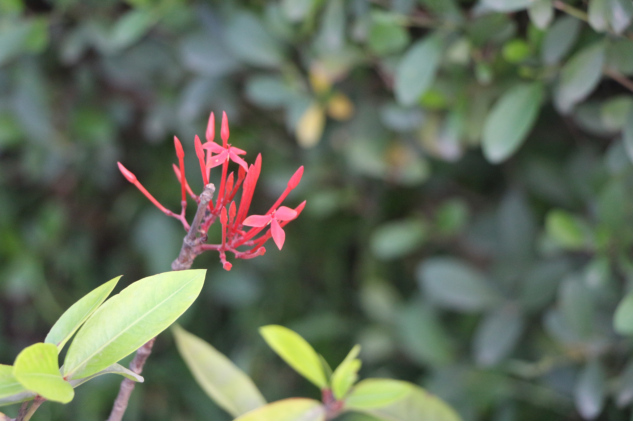 Canon EOS 700D (EOS Rebel T5i / EOS Kiss X7i) sample photo. Img photography