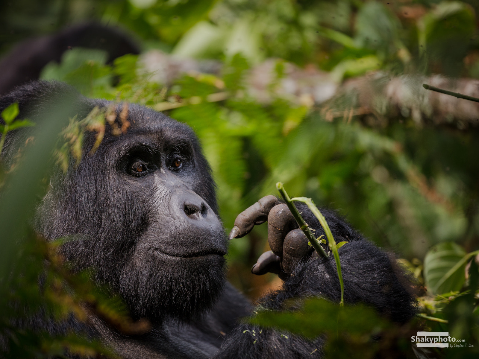 Canon EOS 5DS R + Canon EF 200-400mm F4L IS USM Extender 1.4x sample photo. Silverback photography