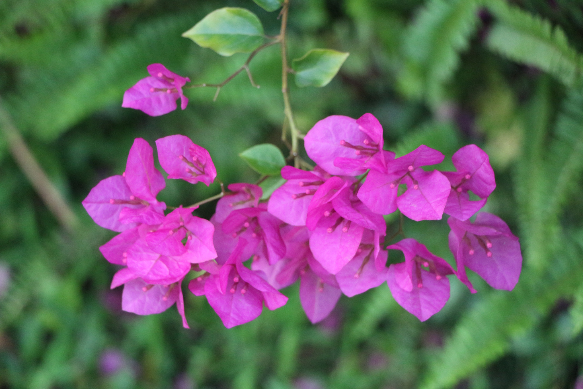 Canon EOS 700D (EOS Rebel T5i / EOS Kiss X7i) sample photo. Img photography