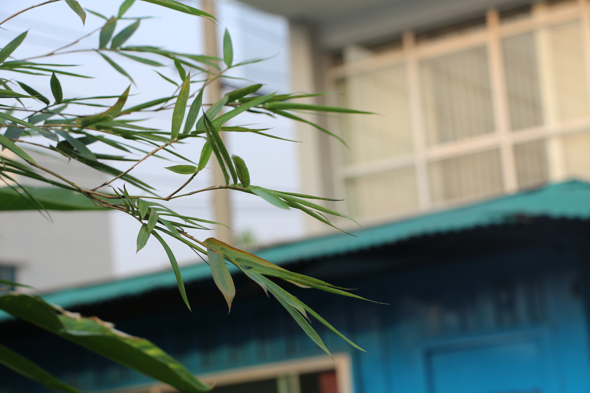 Canon EOS 700D (EOS Rebel T5i / EOS Kiss X7i) sample photo. Img photography