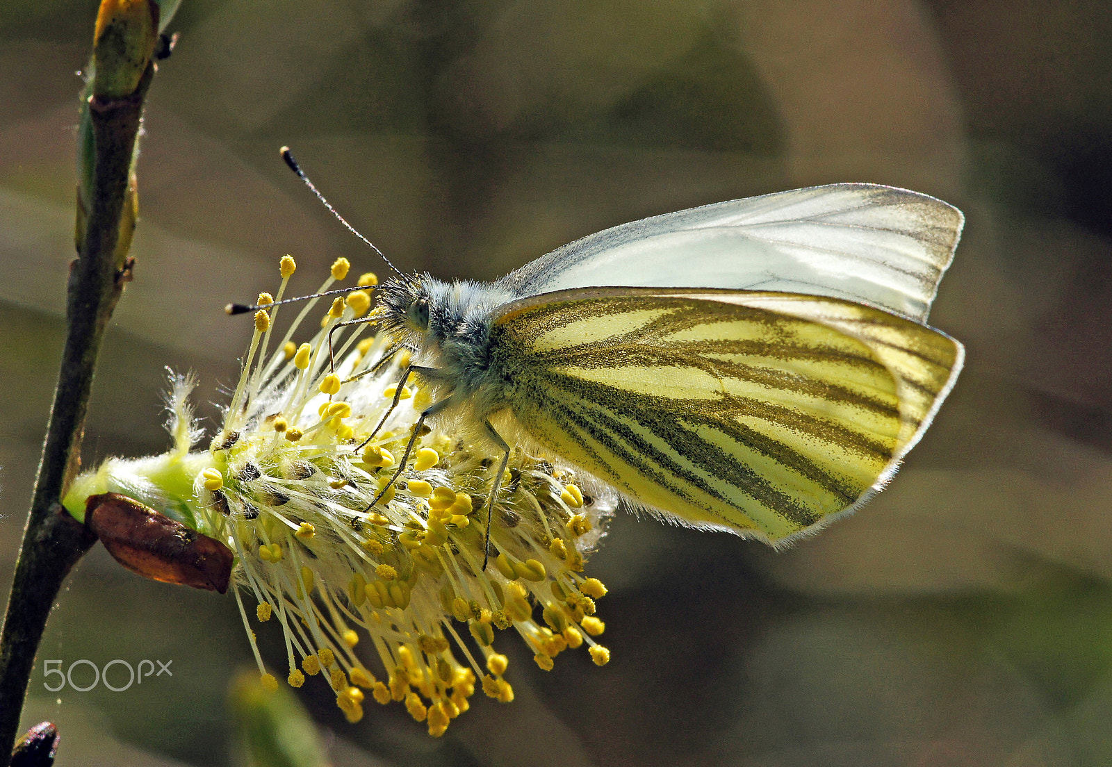 Sony Alpha DSLR-A580 sample photo. Spring butterfly photography