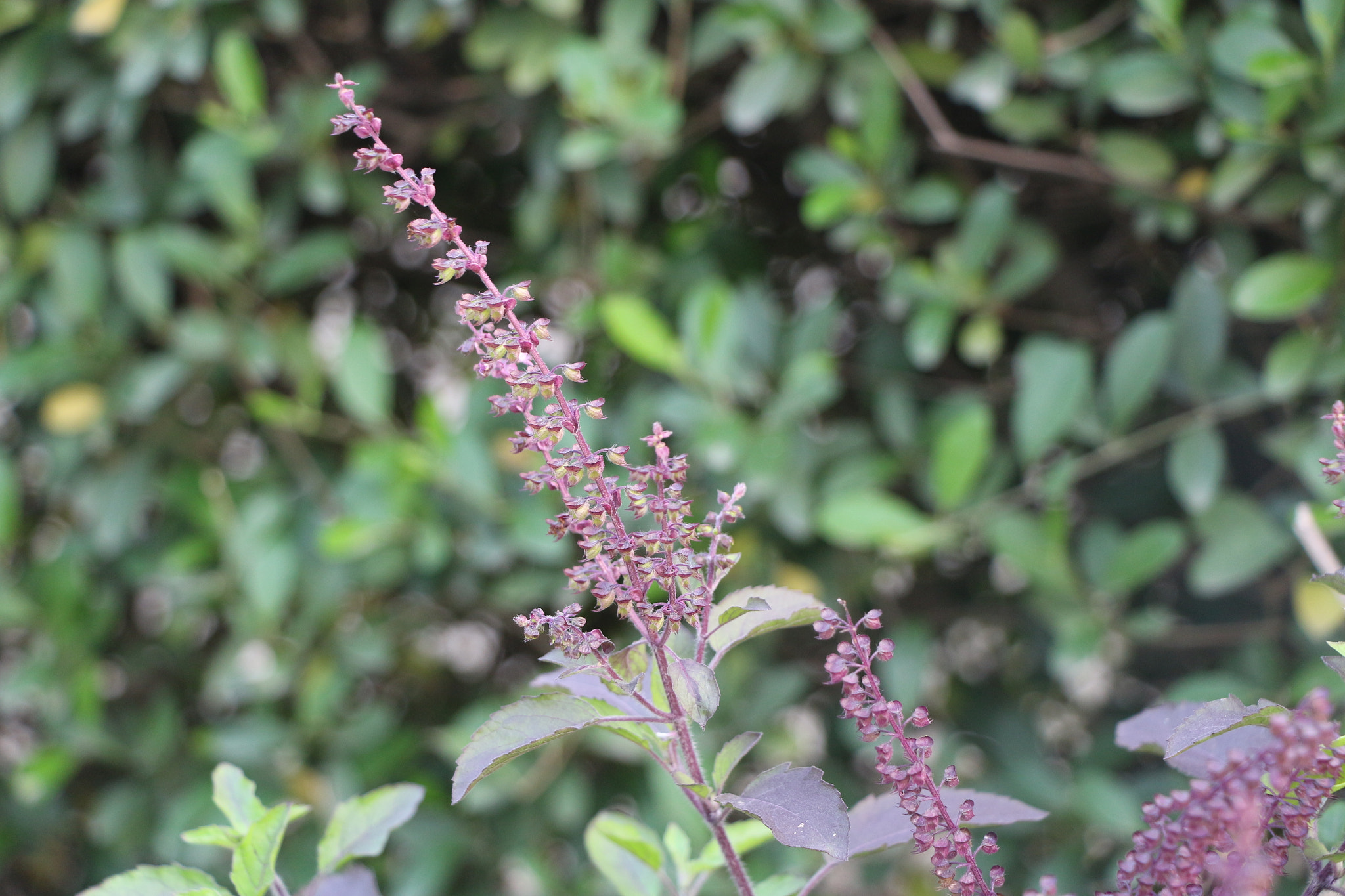 Canon EOS 700D (EOS Rebel T5i / EOS Kiss X7i) sample photo. Img photography
