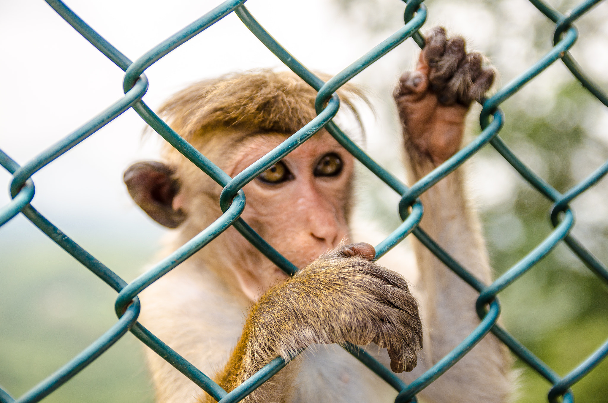 Sigma 17-50mm F2.8 EX DC OS HSM sample photo. Climbing monkey photography