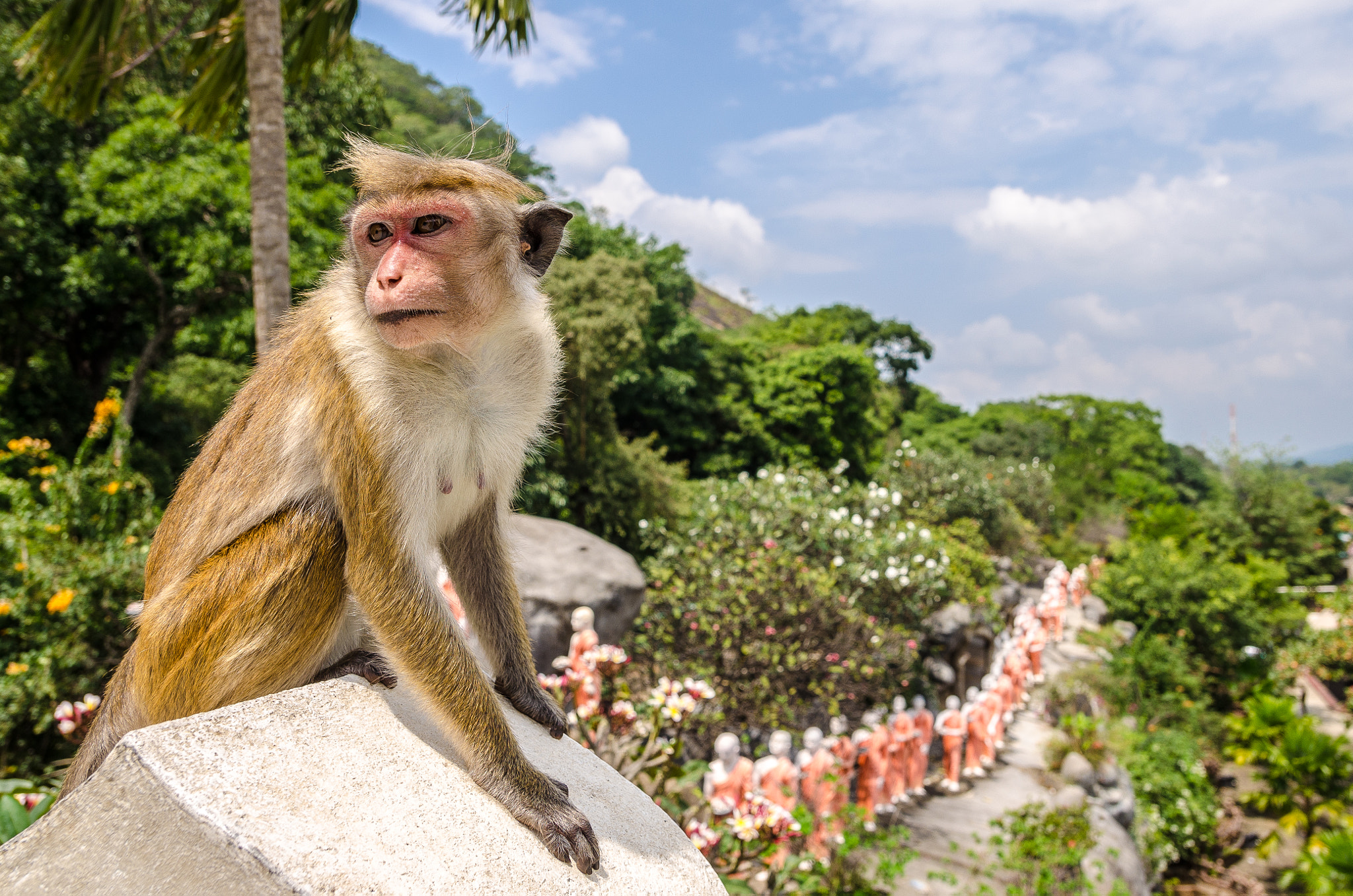 Sigma 17-50mm F2.8 EX DC OS HSM sample photo. Monkey posey photography