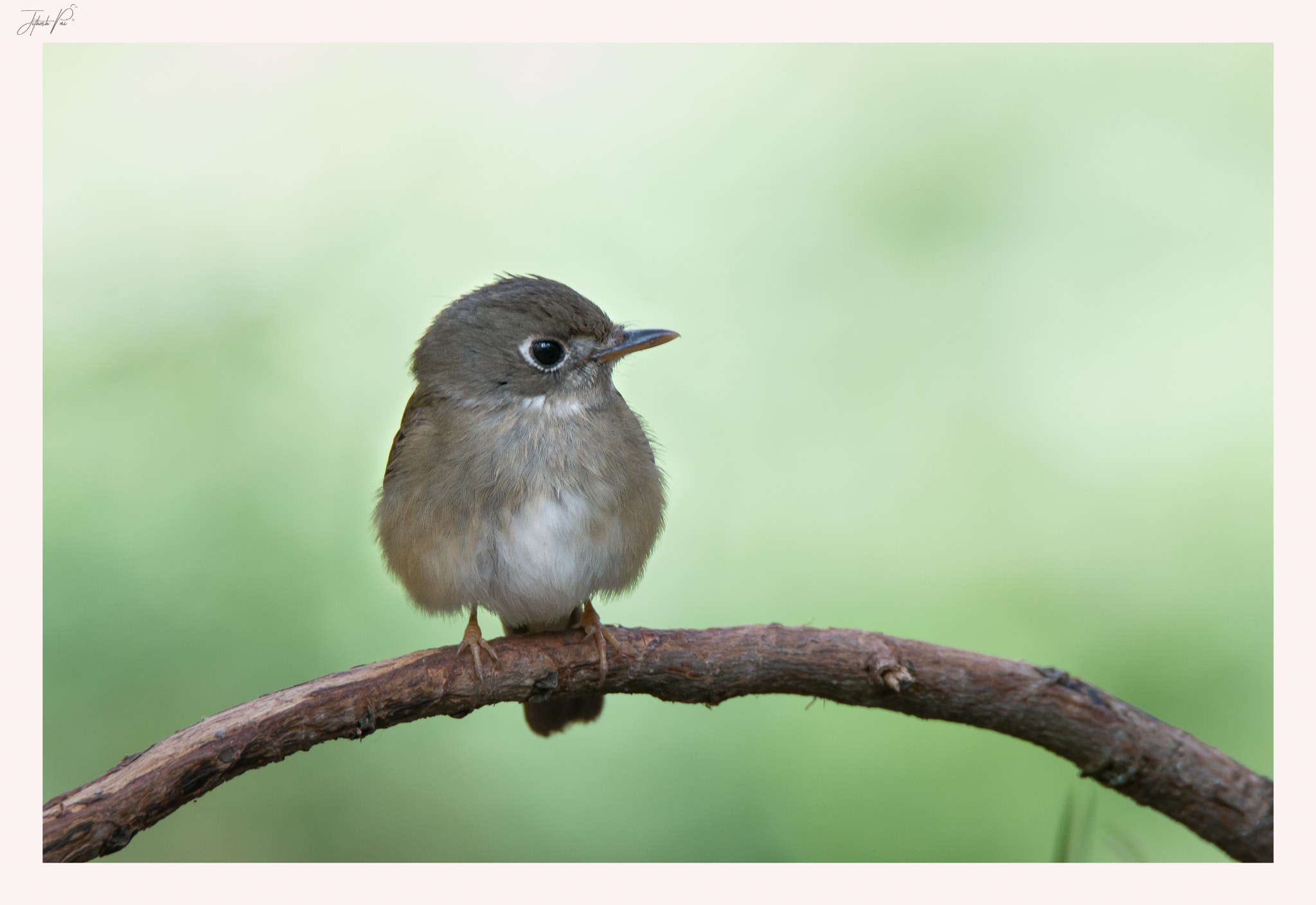 Tamron SP 150-600mm F5-6.3 Di VC USD sample photo. Brown breasted flycatcher  photography