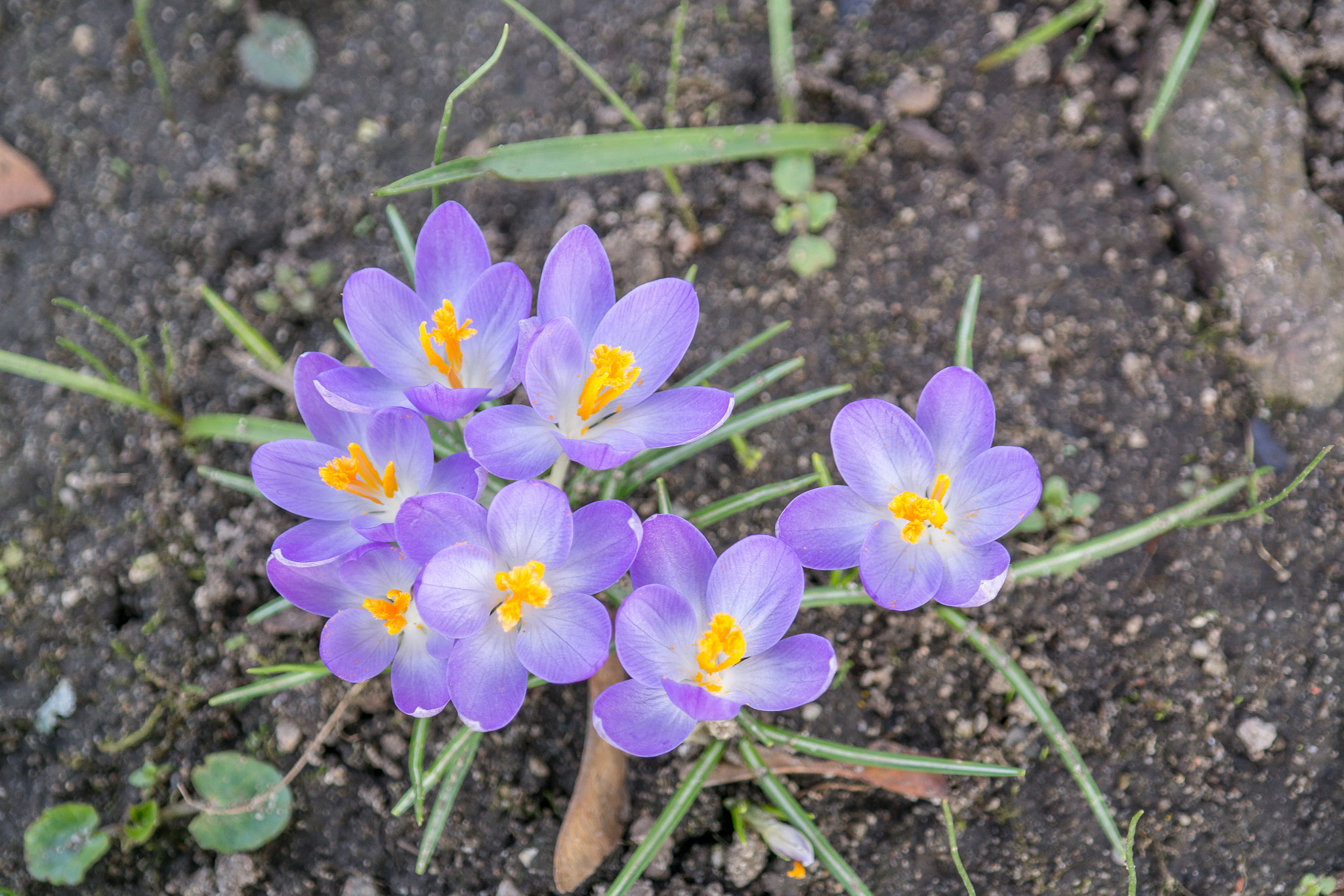 Samsung NX300 + Samsung NX 18-55mm F3.5-5.6 OIS sample photo. Flower of spring photography