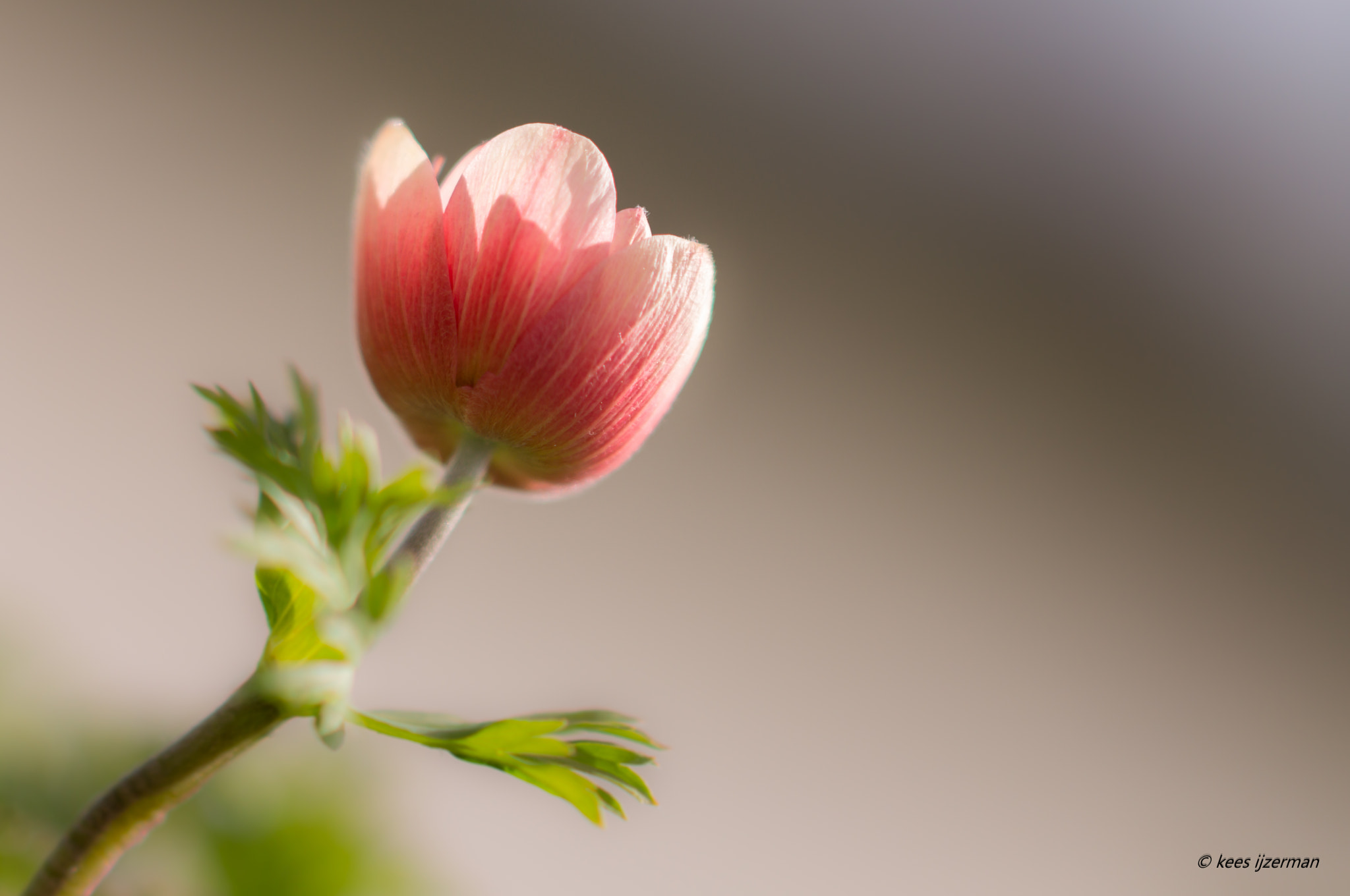 Sony Sonnar T* 135mm F1.8 ZA sample photo. Waiting for the sun ! photography