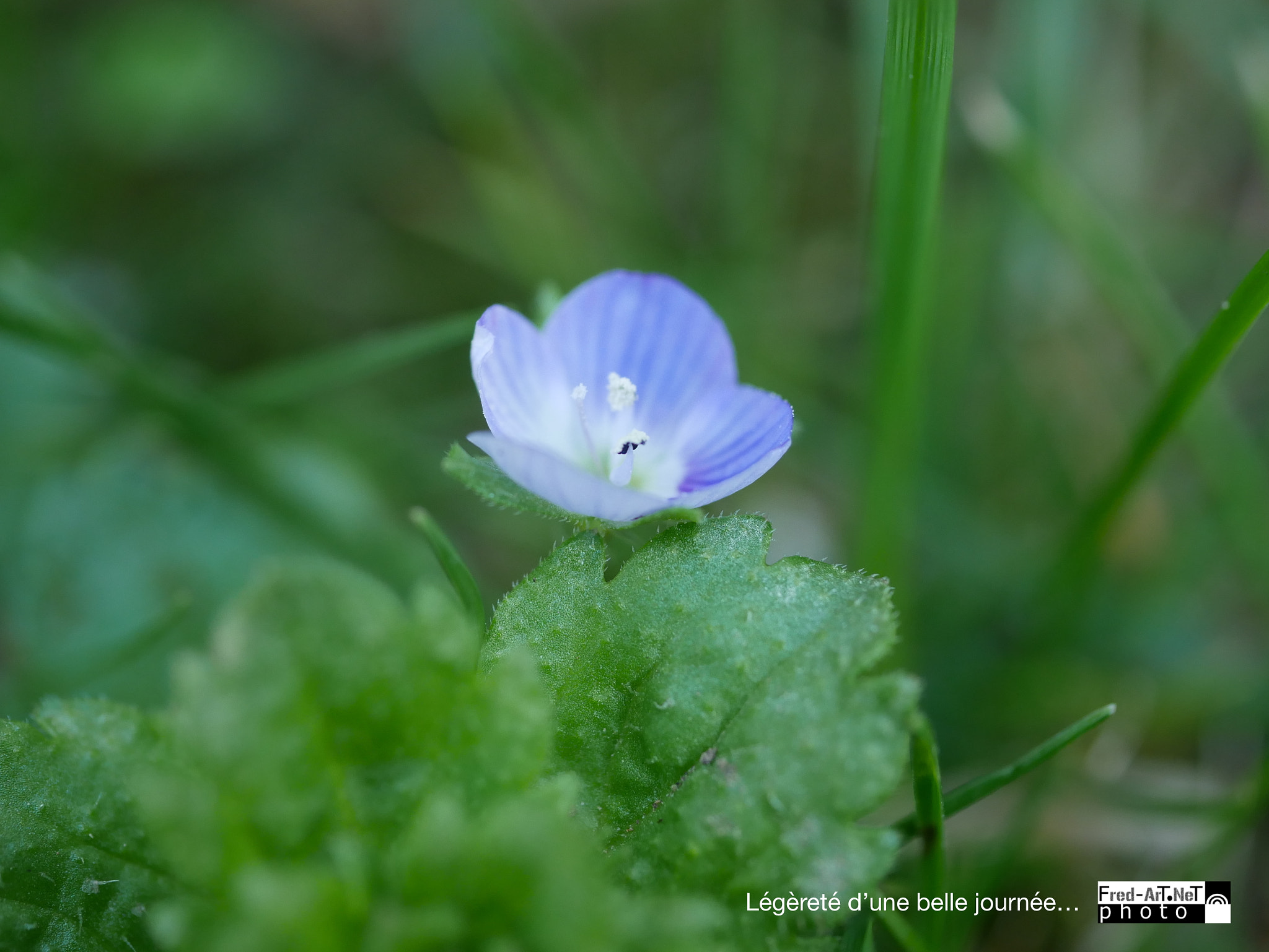 Panasonic DMC-G70 + Panasonic Lumix G Macro 30mm F2.8 ASPH Mega OIS sample photo. Légèreté d'une belle journée... photography