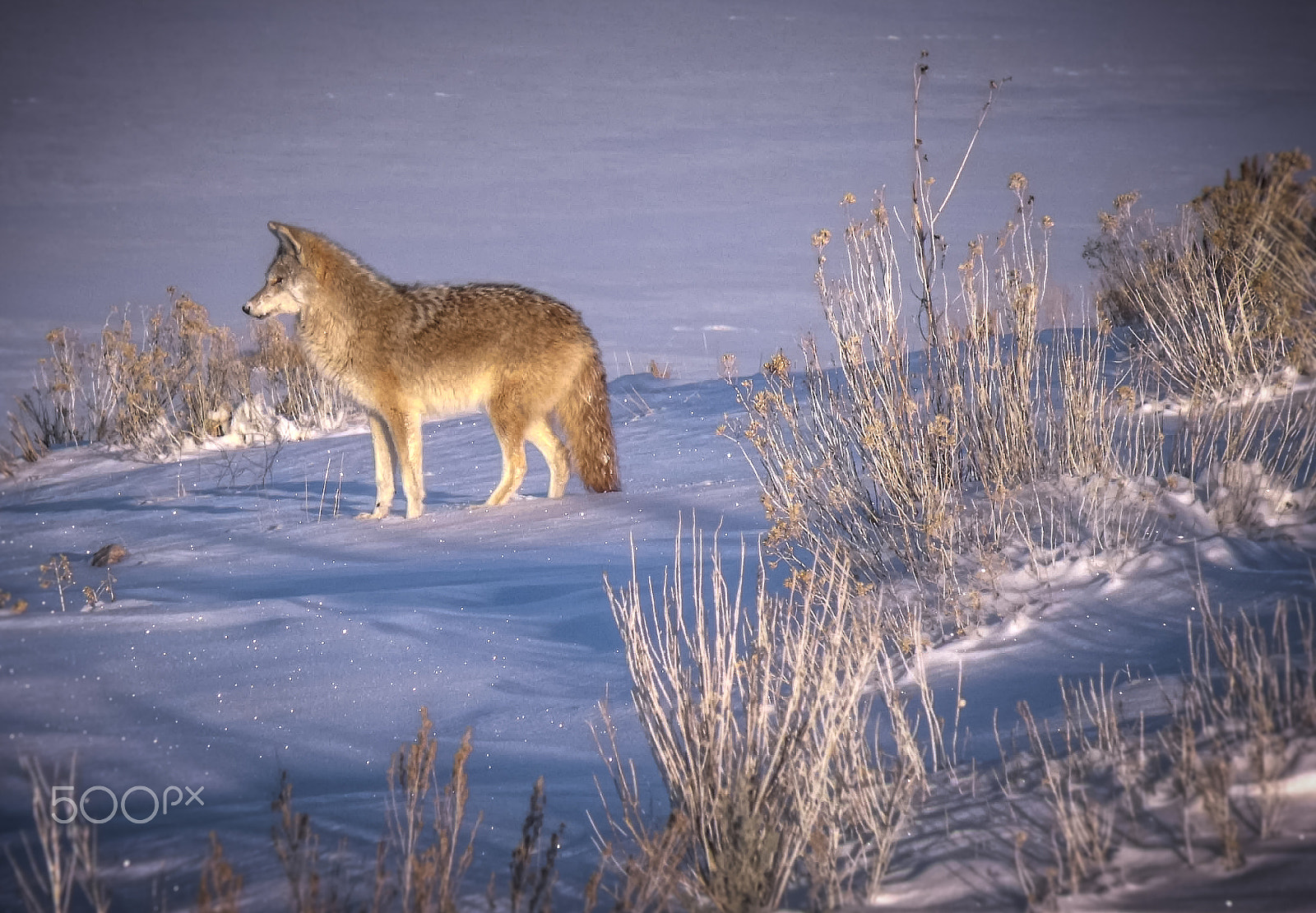 Fujifilm FinePix S1500 sample photo. Snow coyote photography