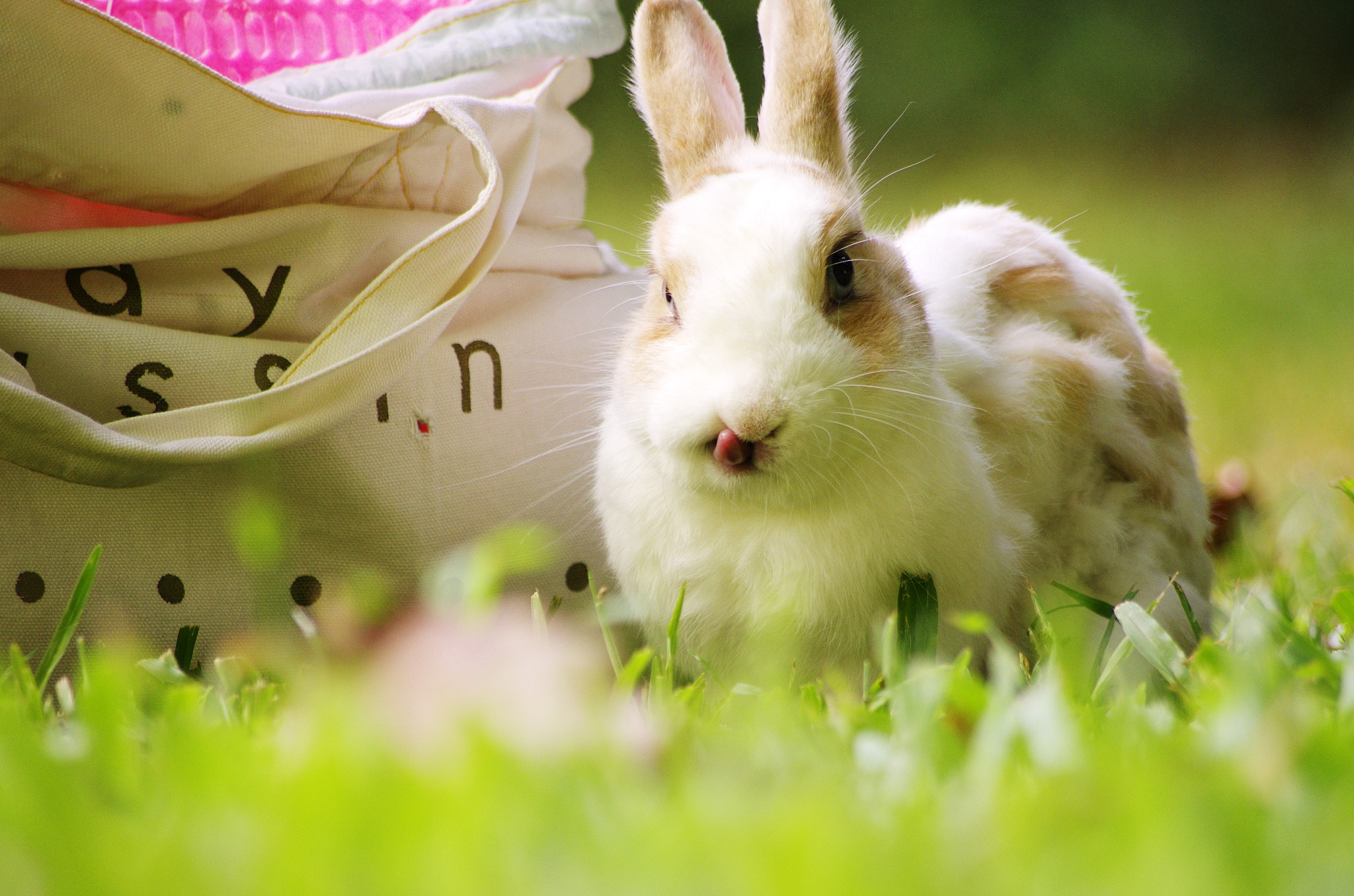 smc PENTAX-DA L 55-300mm F4-5.8 ED sample photo. Evil bunny photography