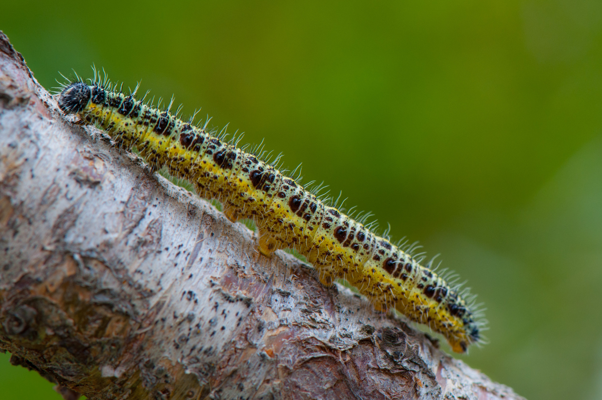Nikon AF-S Micro-Nikkor 105mm F2.8G IF-ED VR sample photo. Caterpillar photography