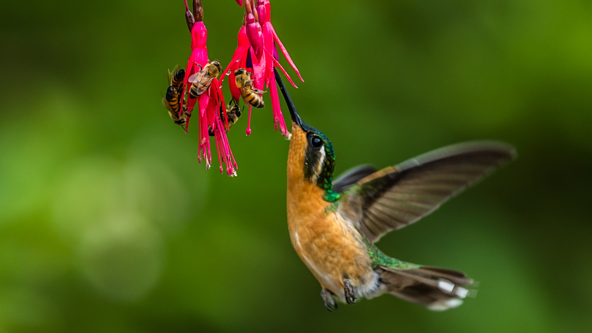 Canon EF 300mm F2.8L IS II USM sample photo. Feeding photography