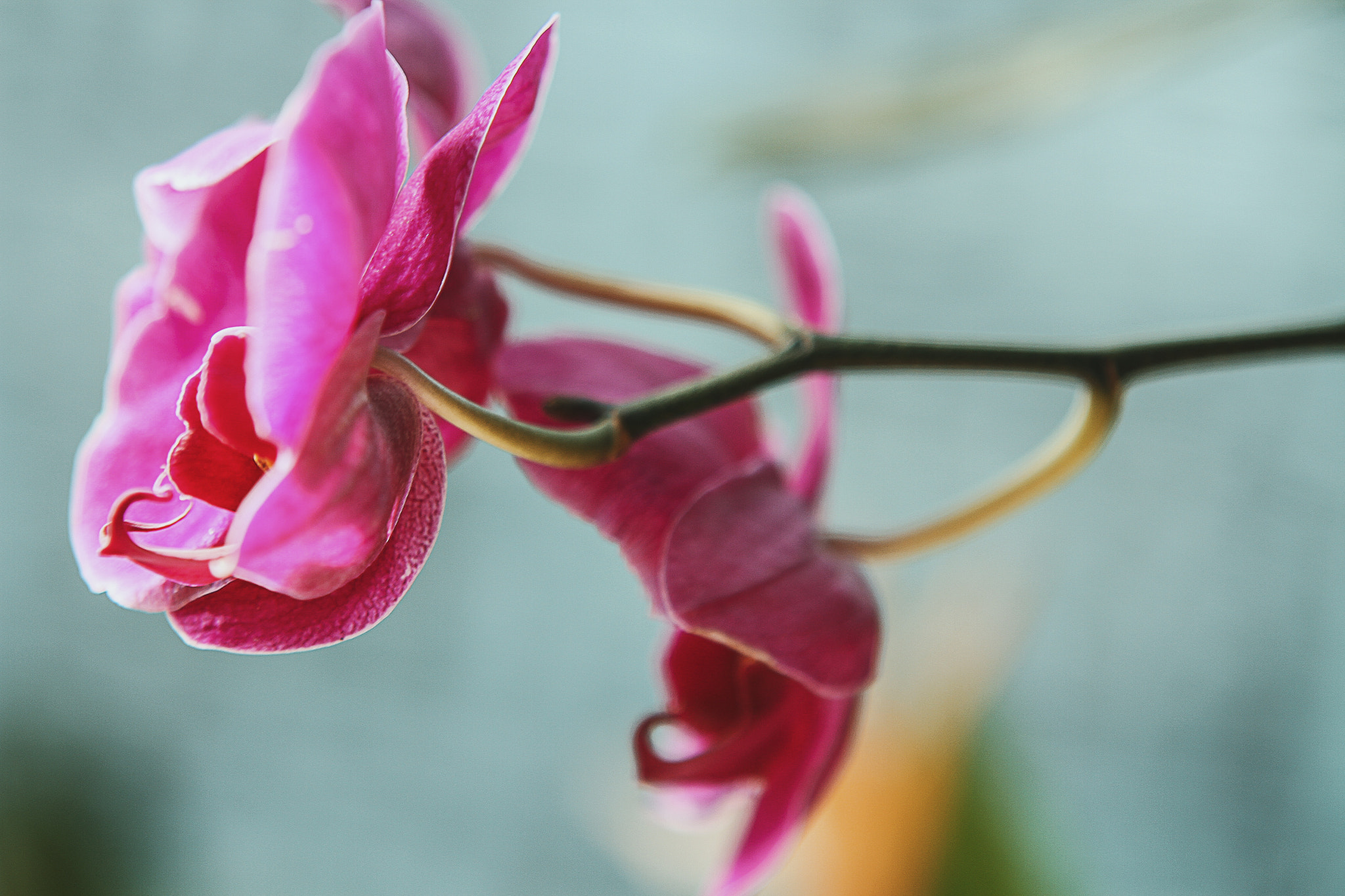 Sigma 70-200mm F2.8 EX DG OS HSM sample photo. Img photography