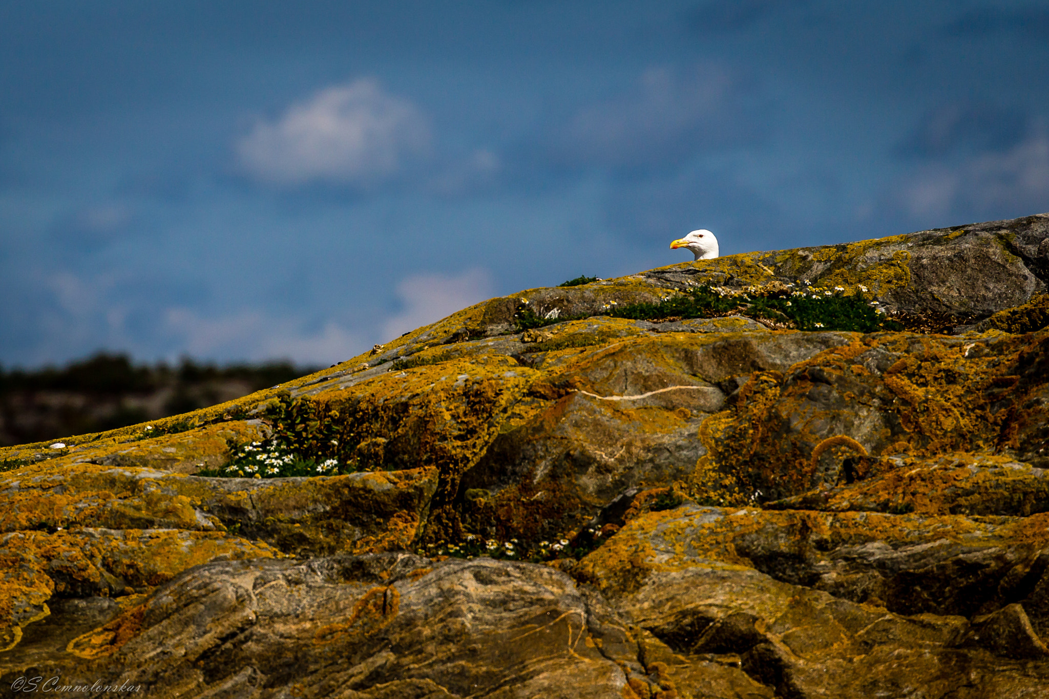 Canon EF 70-300mm F4-5.6L IS USM sample photo. Seagull photography