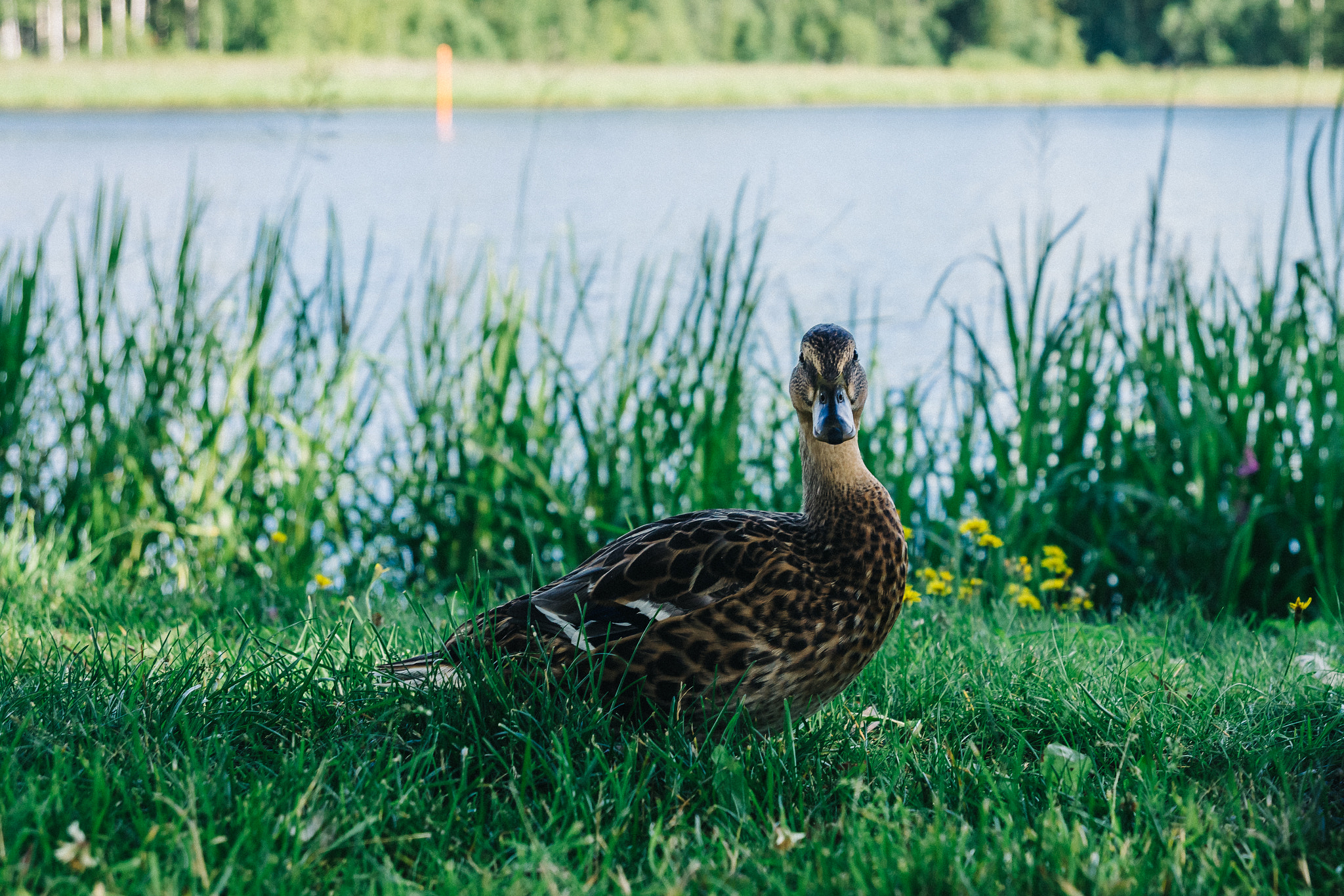 Sony SLT-A77 + Tamron SP 24-70mm F2.8 Di VC USD sample photo. Duck photography