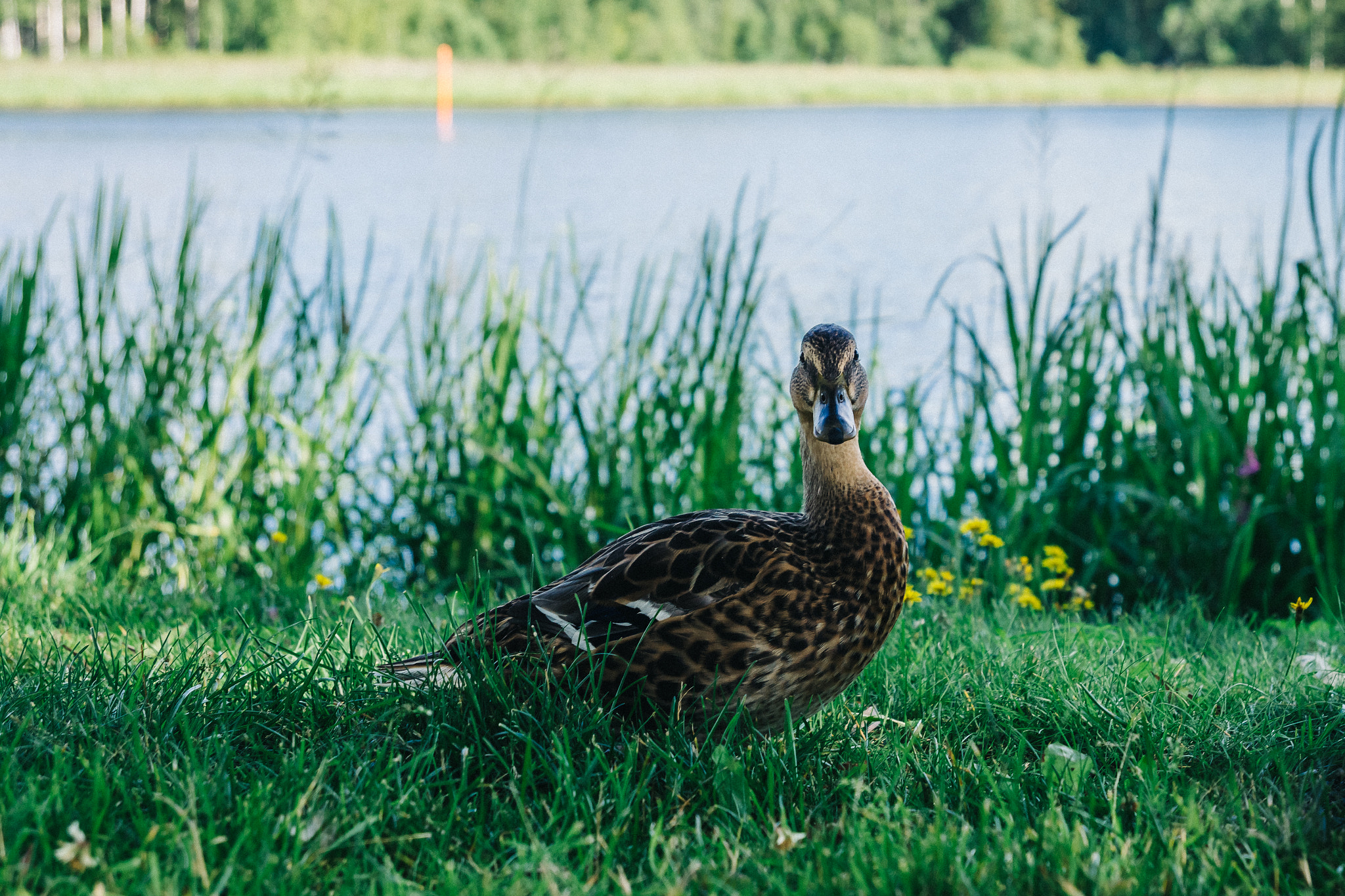 Sony SLT-A77 sample photo. Duck photography