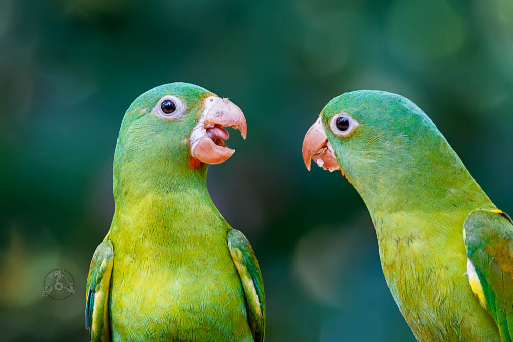 Canon EOS 7D sample photo. Orange-chinned parakeet photography