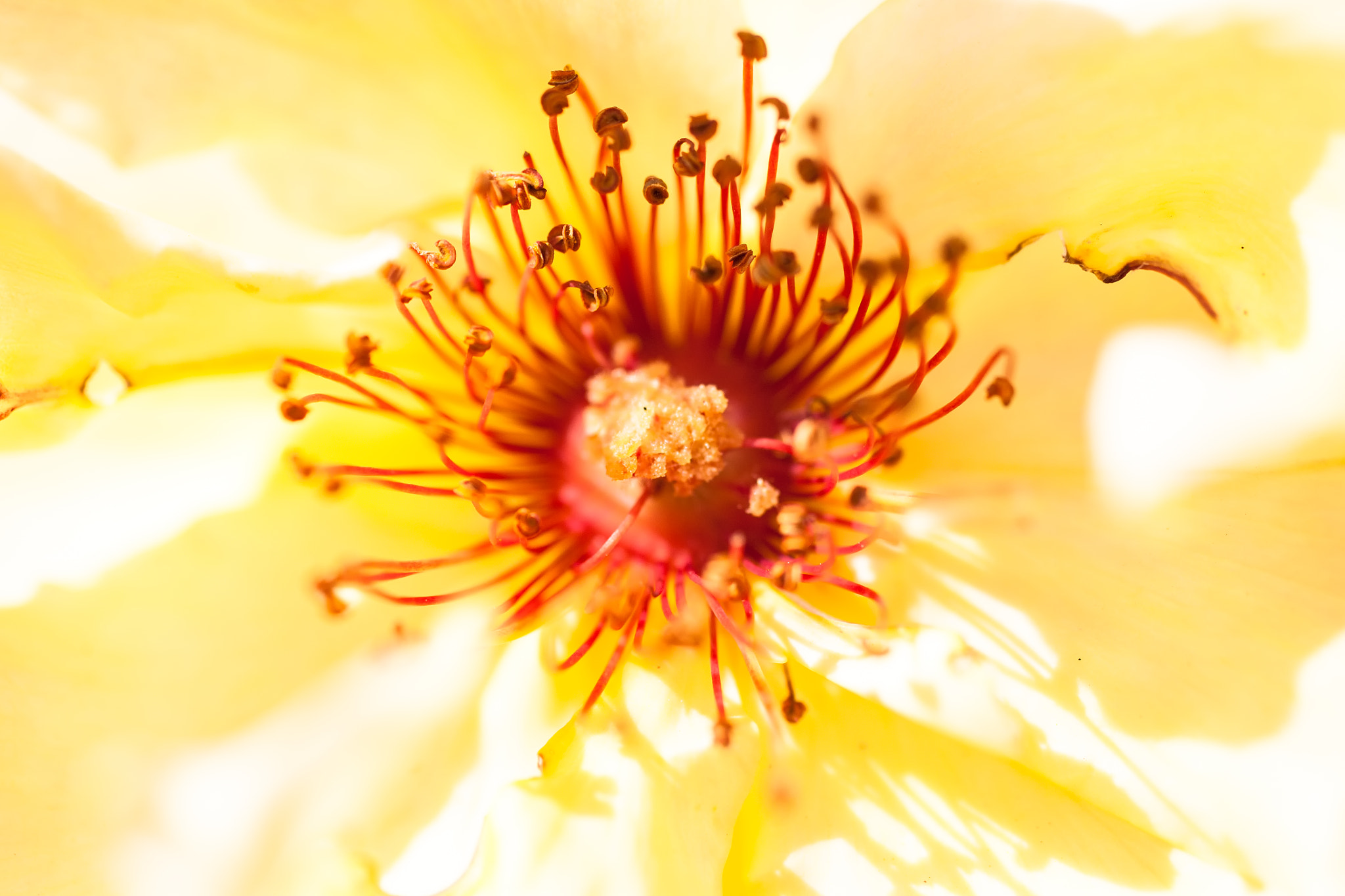 Canon EOS 5D + Sigma 50mm f/2.8 EX sample photo. Flower macro photography