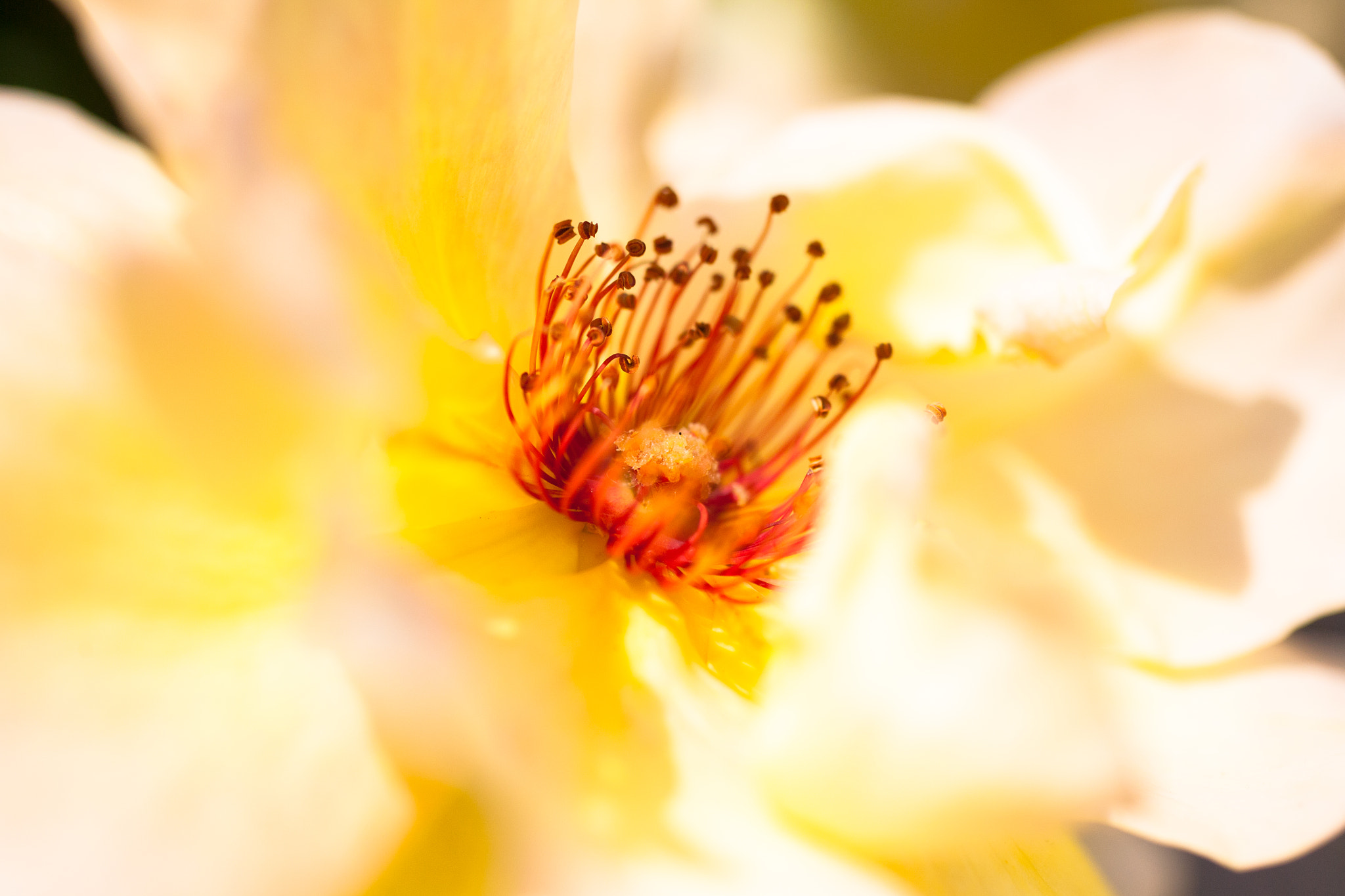 Canon EOS 5D sample photo. Flower macro photography