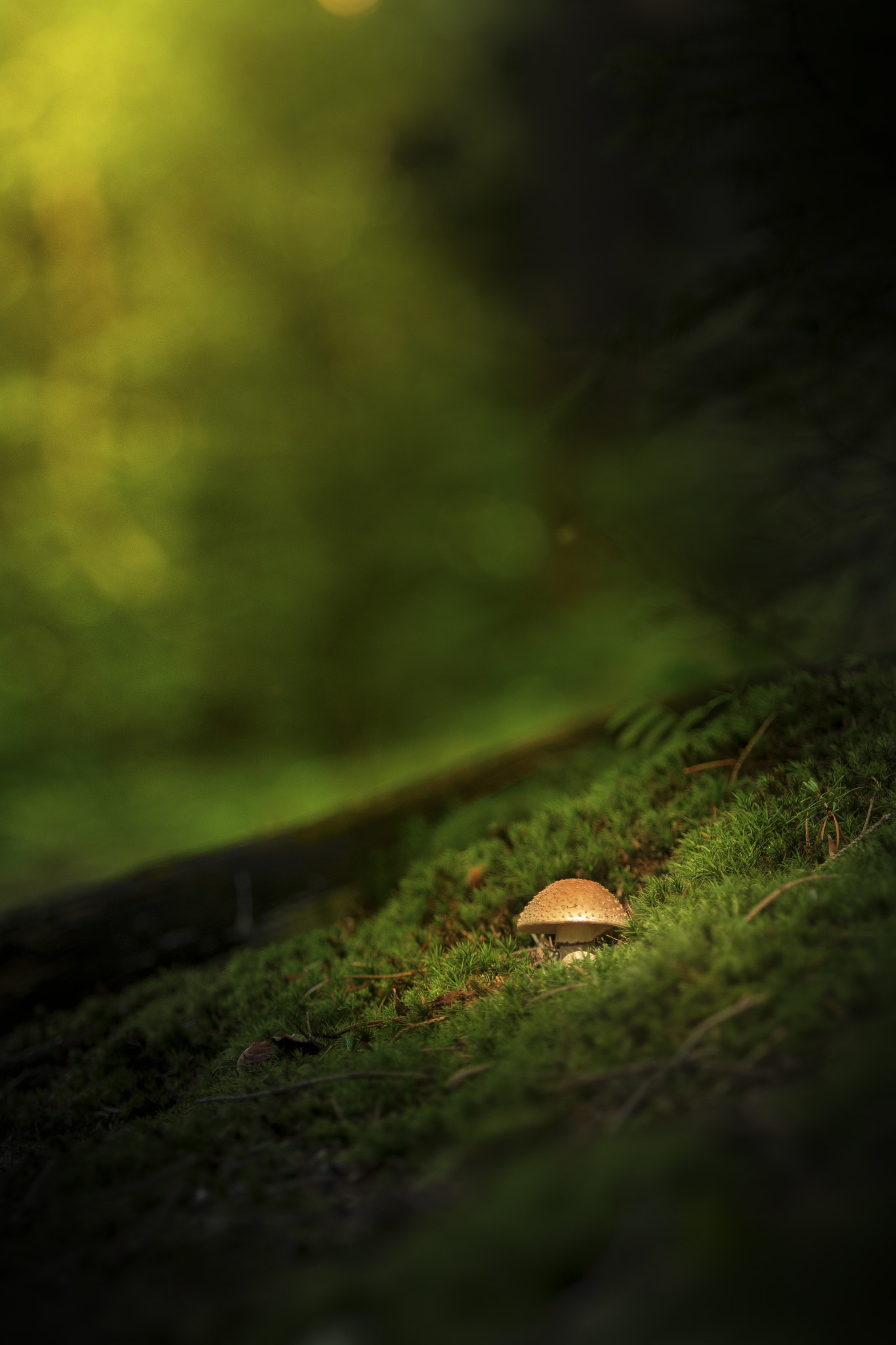 Canon EOS 7D Mark II sample photo. Lonely mushroom photography