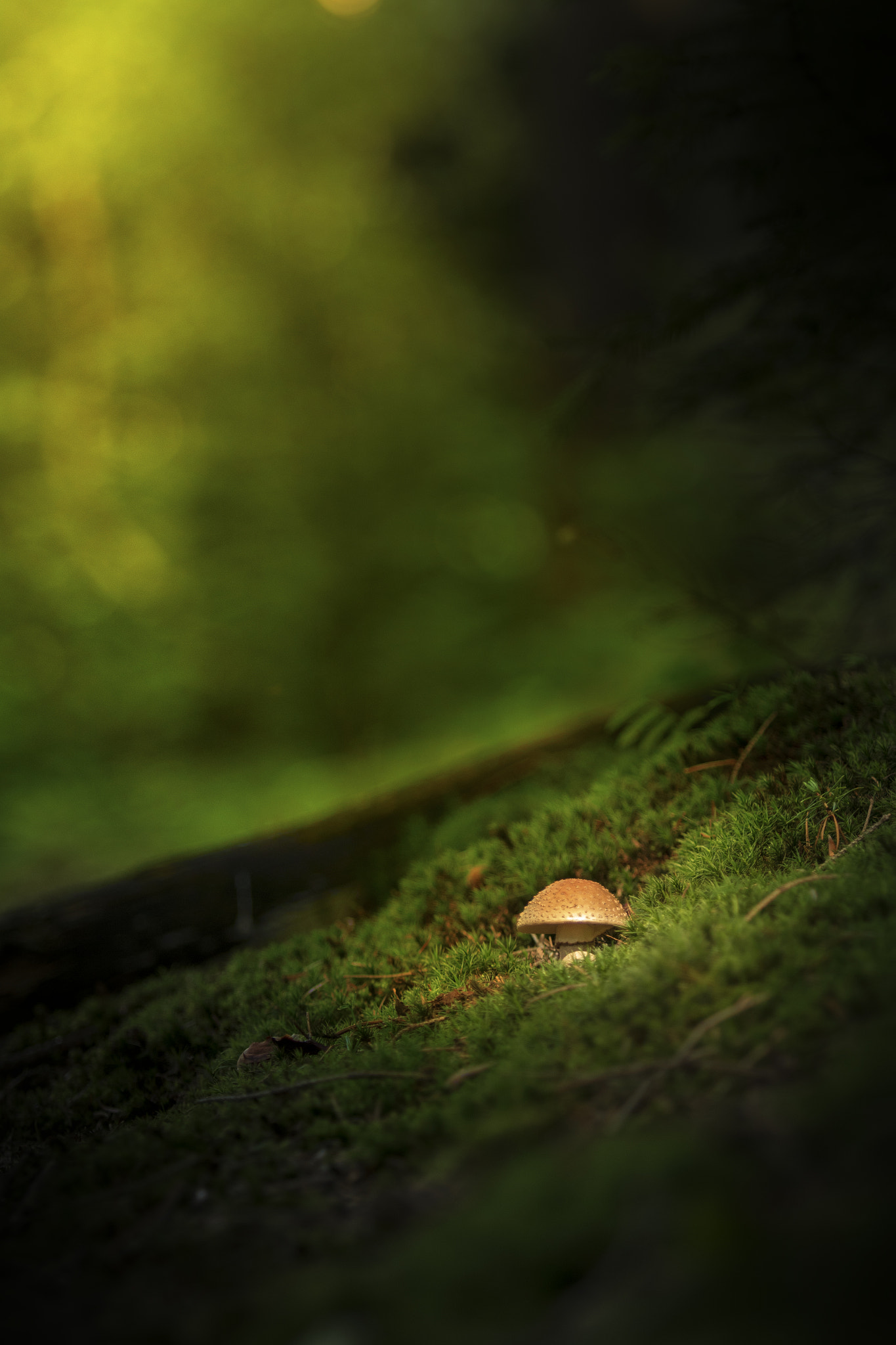 Canon EF 70-200mm F2.8L USM sample photo. Lonely mushroom photography