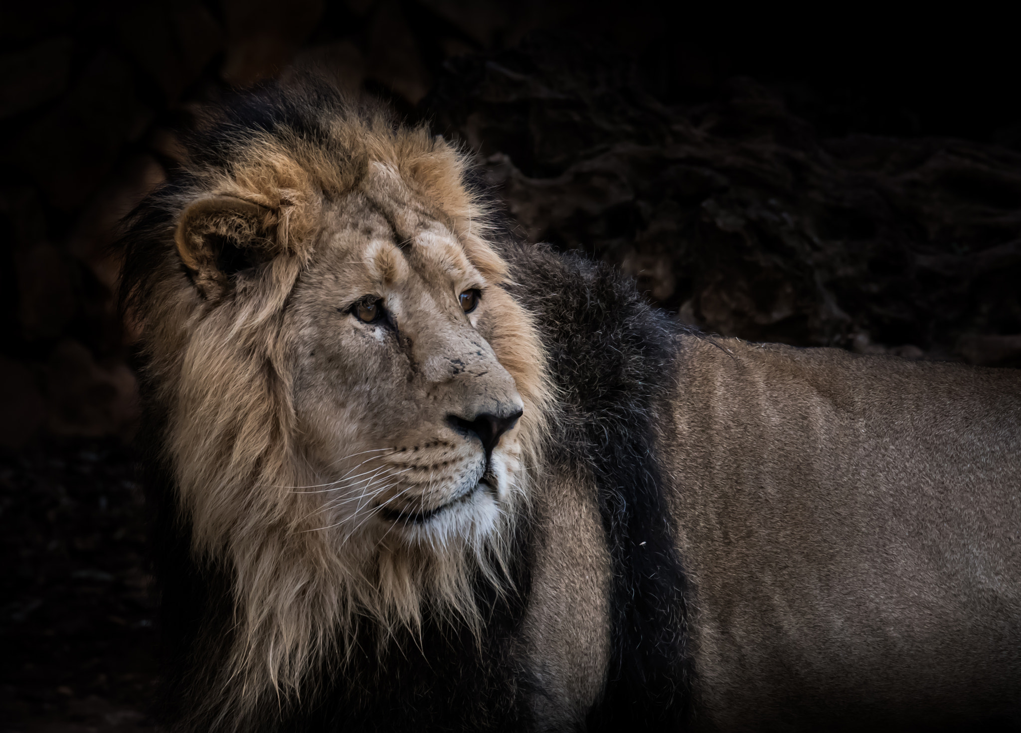 Tamron SP 70-200mm F2.8 Di VC USD sample photo. The king photography