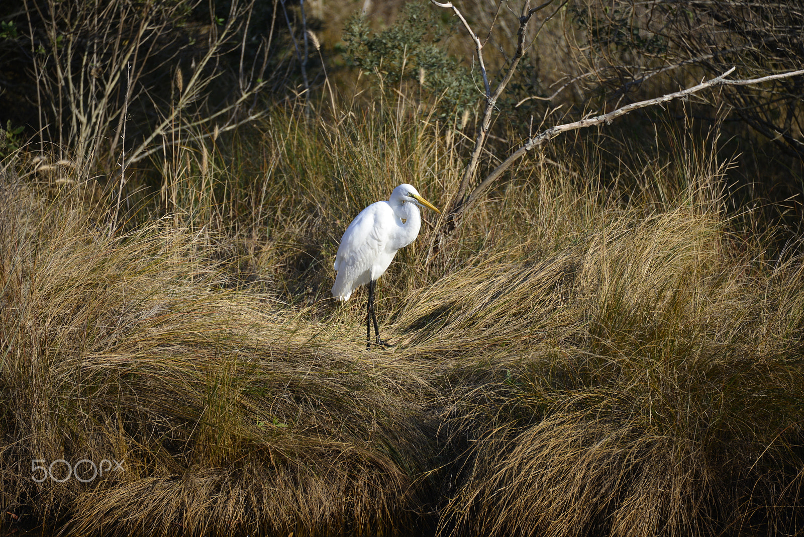 Nikon D600 sample photo. Egret ii photography