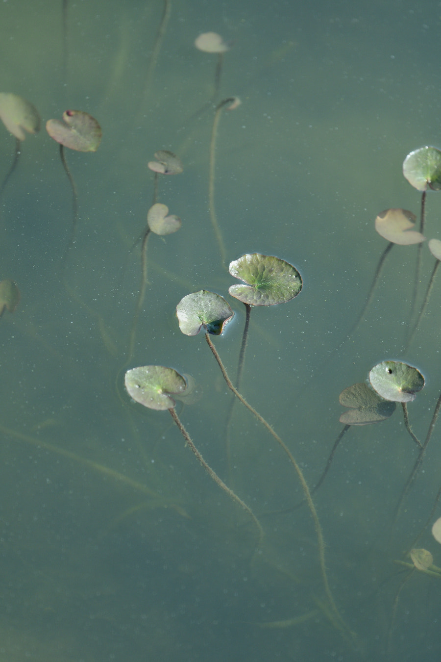 Nikon Nikkor AF-S 300mm F4E PF ED VR sample photo. Baby lotus leaves photography