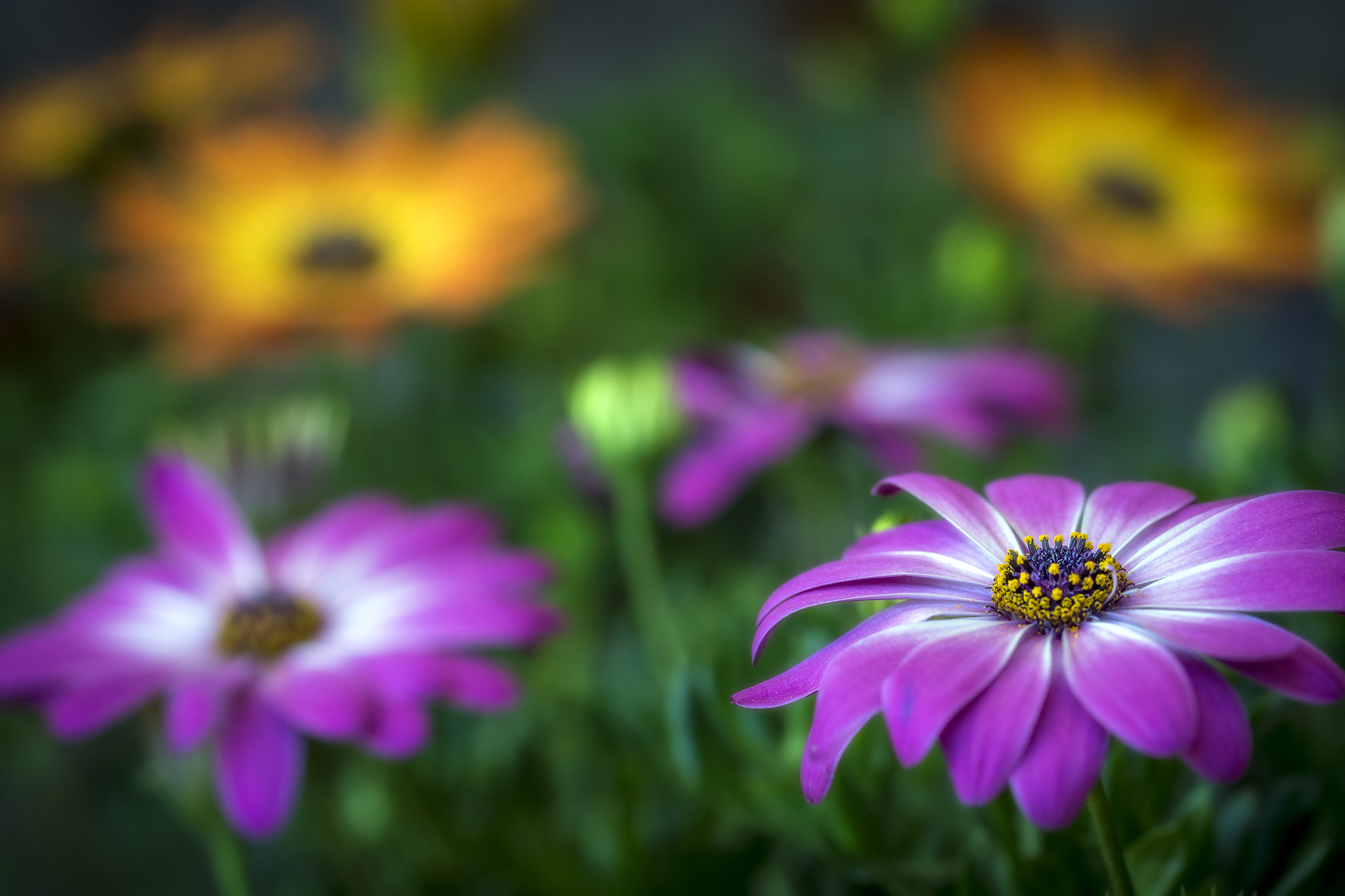 Sigma 105mm F2.8 EX DG OS HSM sample photo. Spring is coming! photography