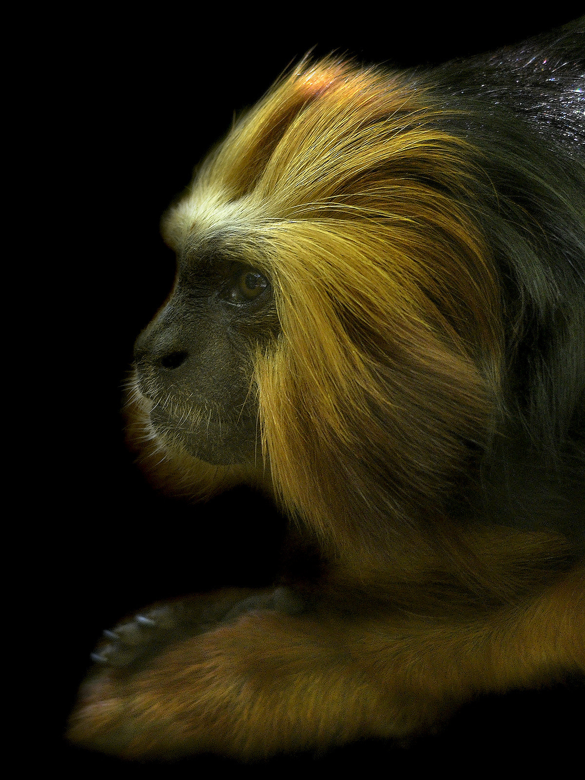 Nikon D7000 + Sigma 150-500mm F5-6.3 DG OS HSM sample photo. Golden-headed lion tamarin - clk photography