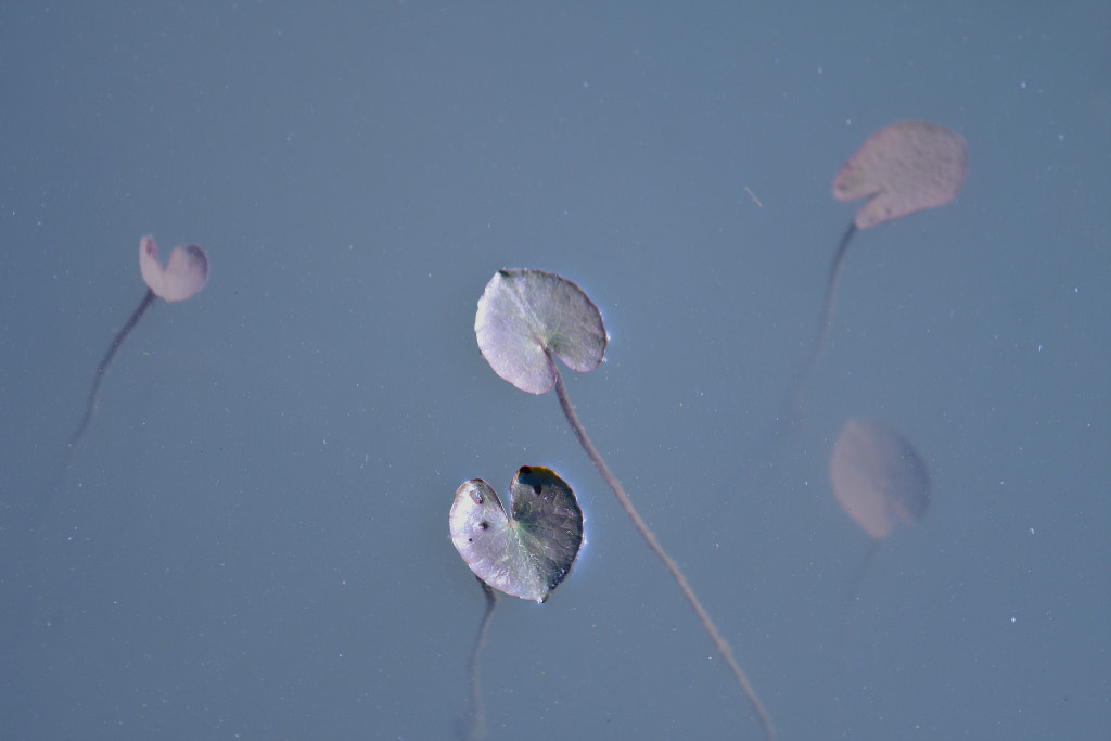 Nikon Nikkor AF-S 300mm F4E PF ED VR sample photo. Baby lotus leaves photography