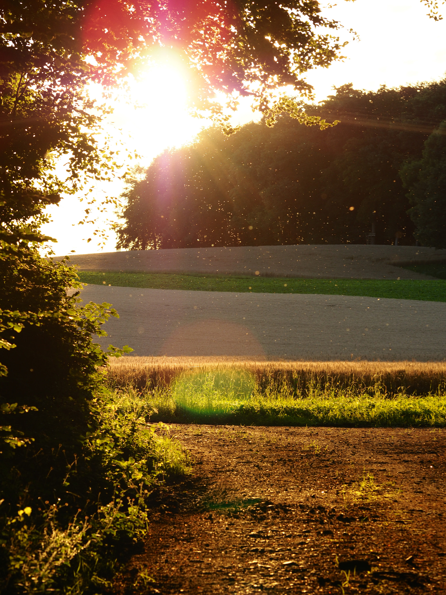 Olympus PEN-F + Olympus M.Zuiko Digital ED 75mm F1.8 sample photo. Abendsonne photography