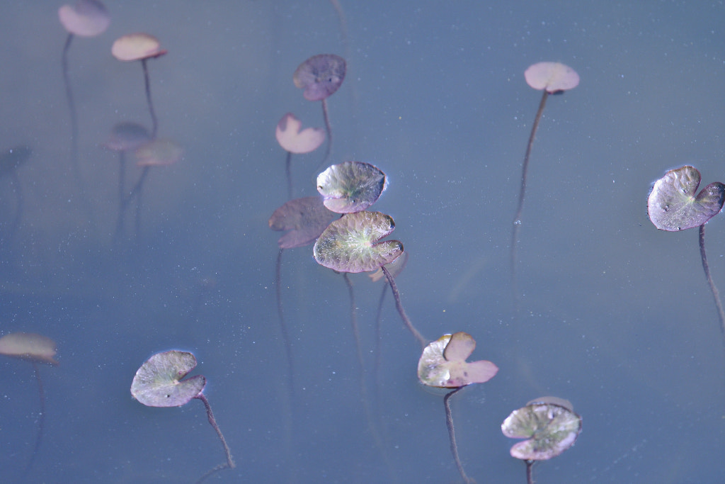Nikon Nikkor AF-S 300mm F4E PF ED VR sample photo. Baby lotus leaves photography
