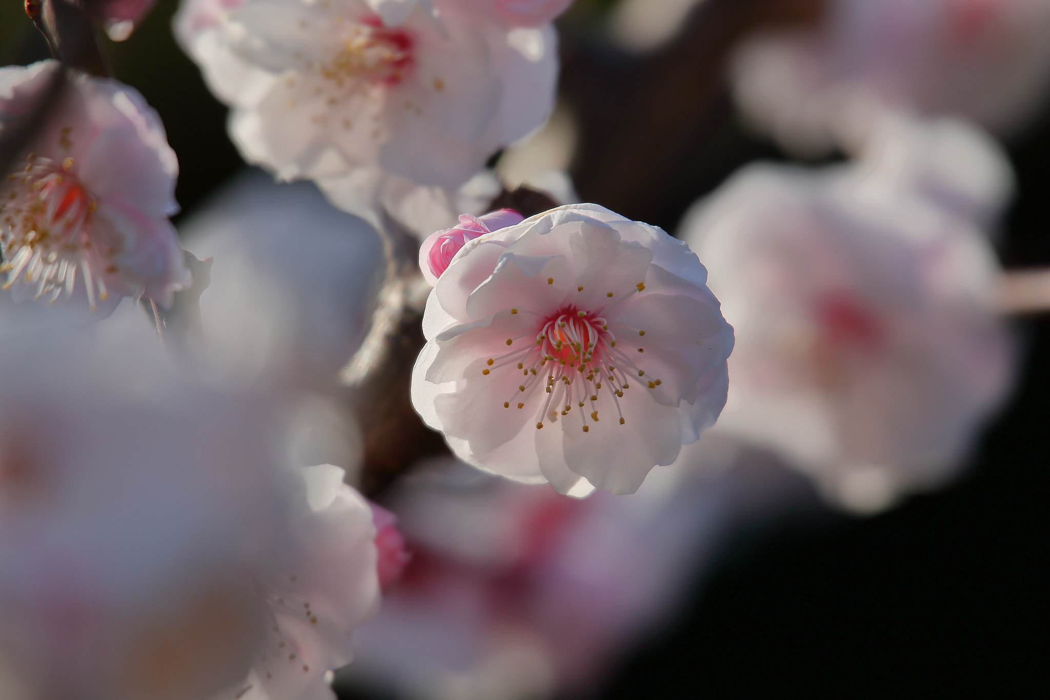 Canon EOS 7D Mark II + Sigma 50-500mm F4.5-6.3 DG OS HSM sample photo. Cherry blossom photography